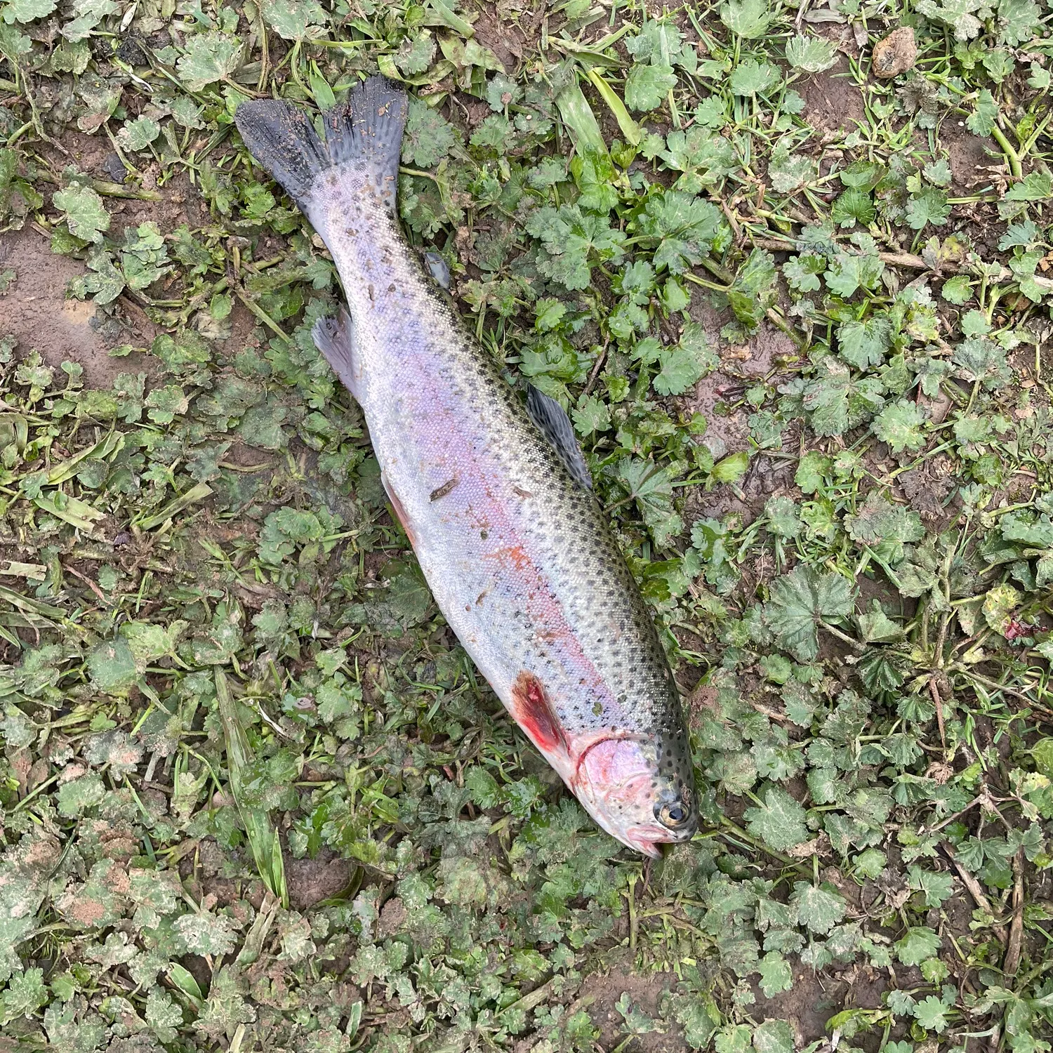 Rainbow trout caught on Fishbrain