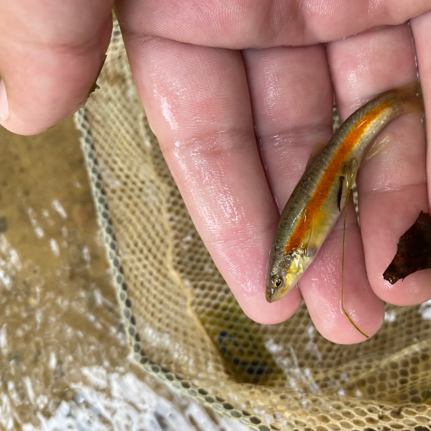The most recent Western blacknose dace catches on Fishbrain
