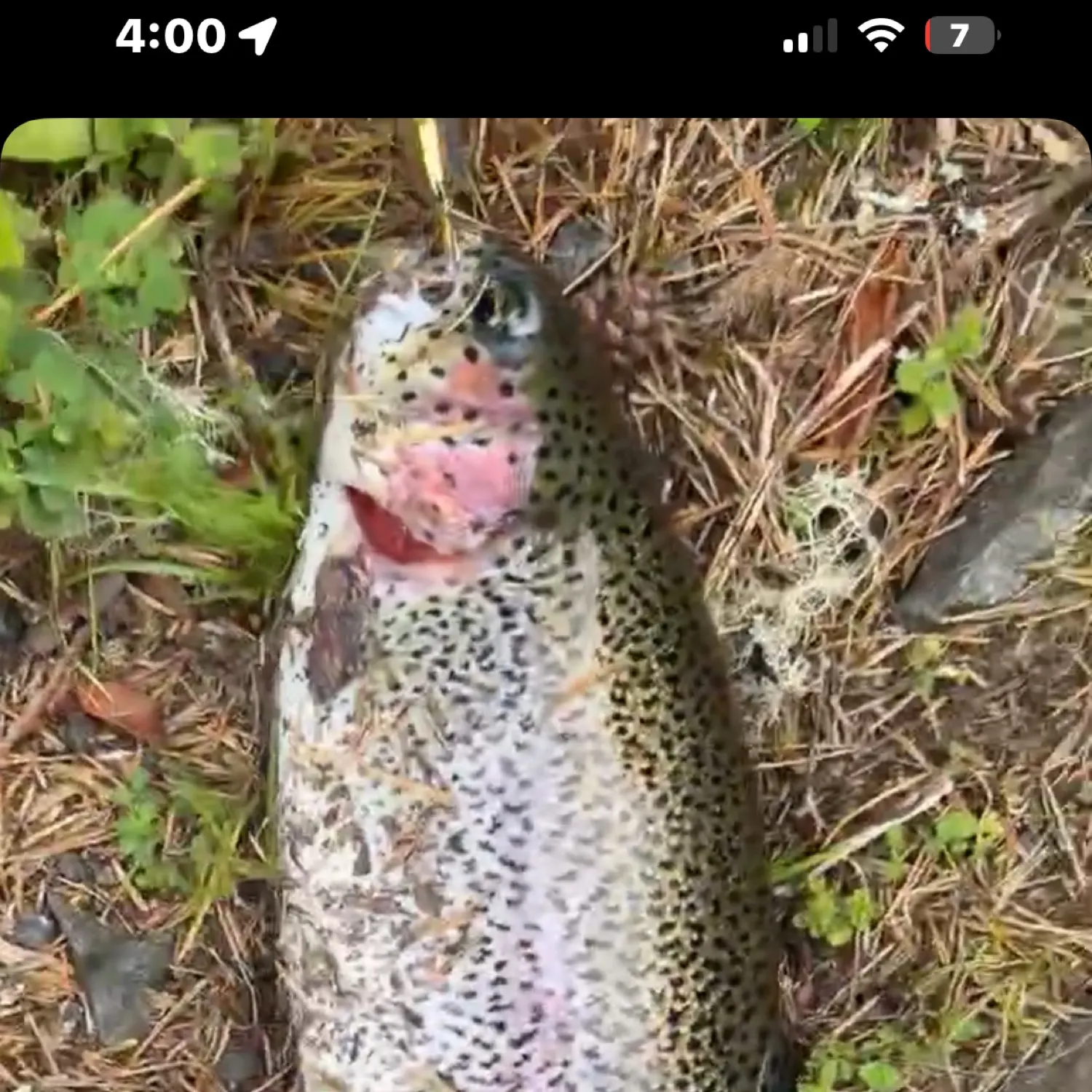 recently logged catches