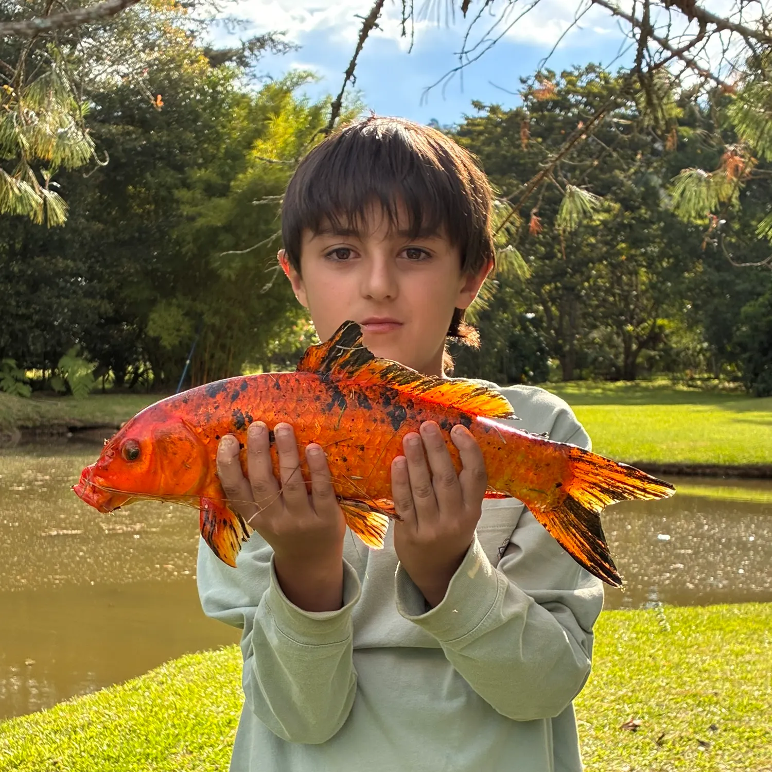 Koi carp caught on Fishbrain