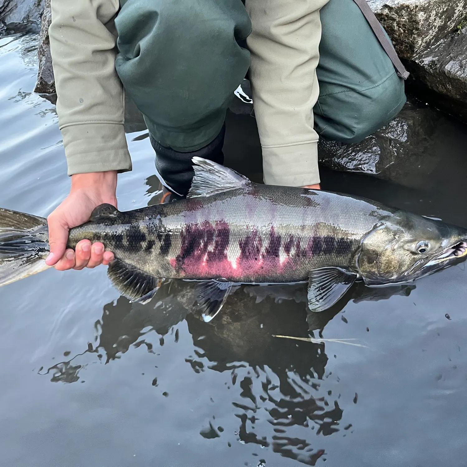 Chum salmon caught on Fishbrain
