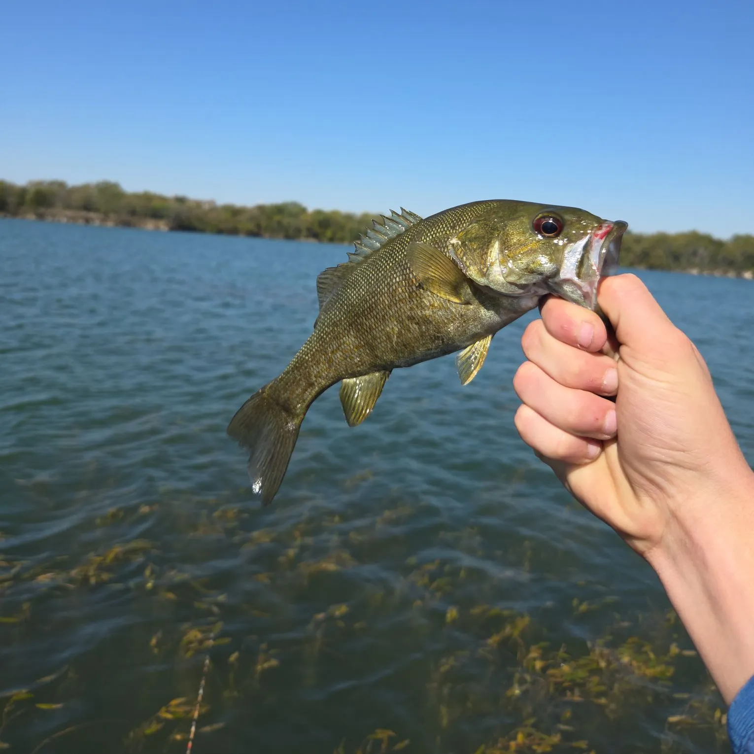Smallmouth bass caught on Fishbrain