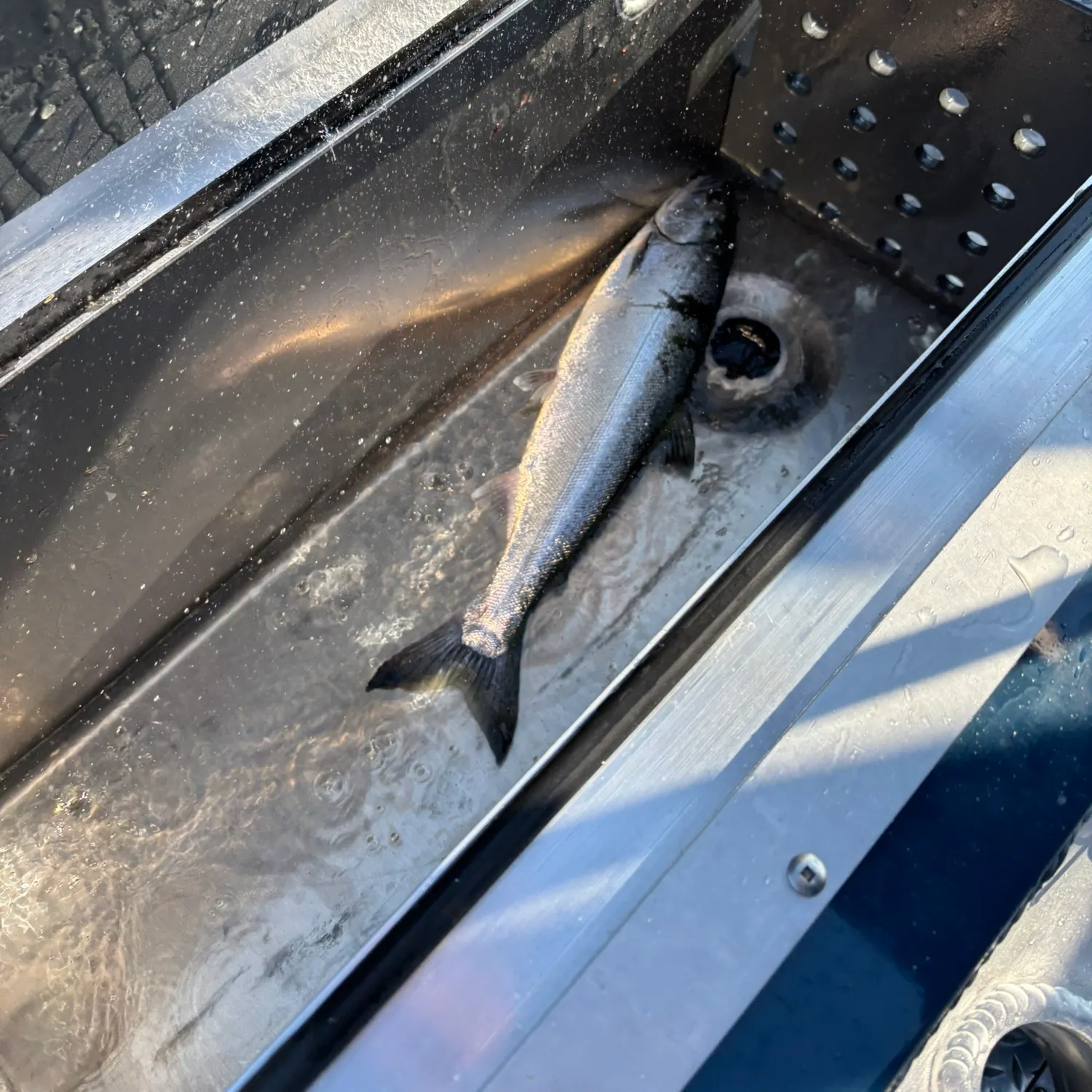 The most recent Coho salmon catches on Fishbrain