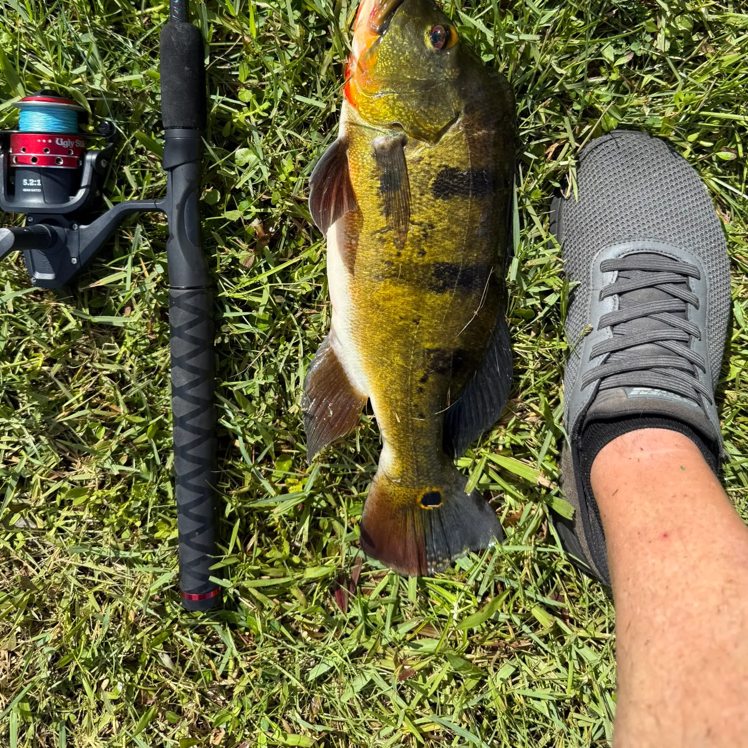 Butterfly peacock bass caught on Fishbrain