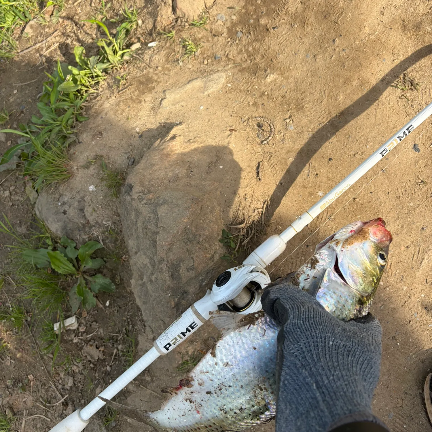 The most recent American shad catches on Fishbrain