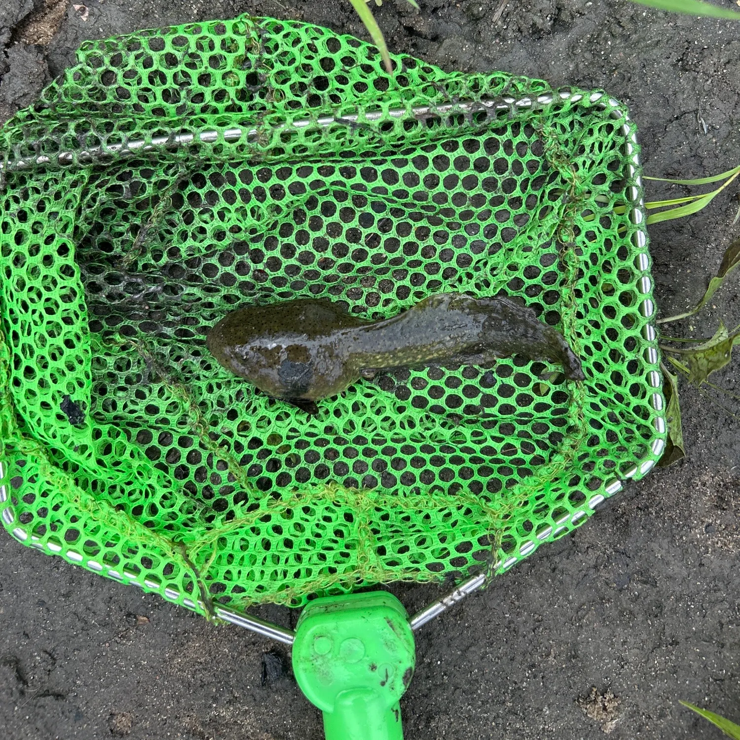 The most recent Tadpole whiptail catches on Fishbrain