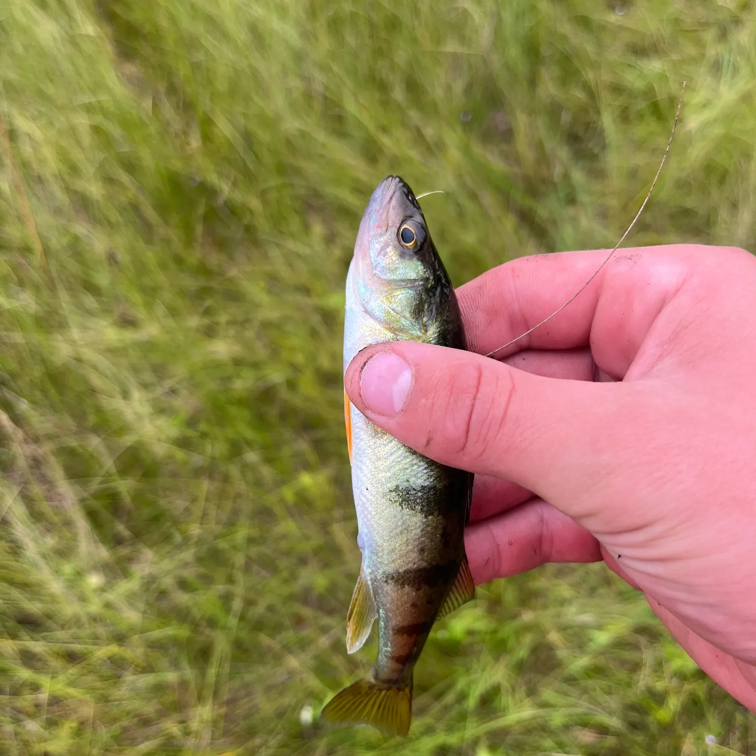 Yellow perch caught on Fishbrain