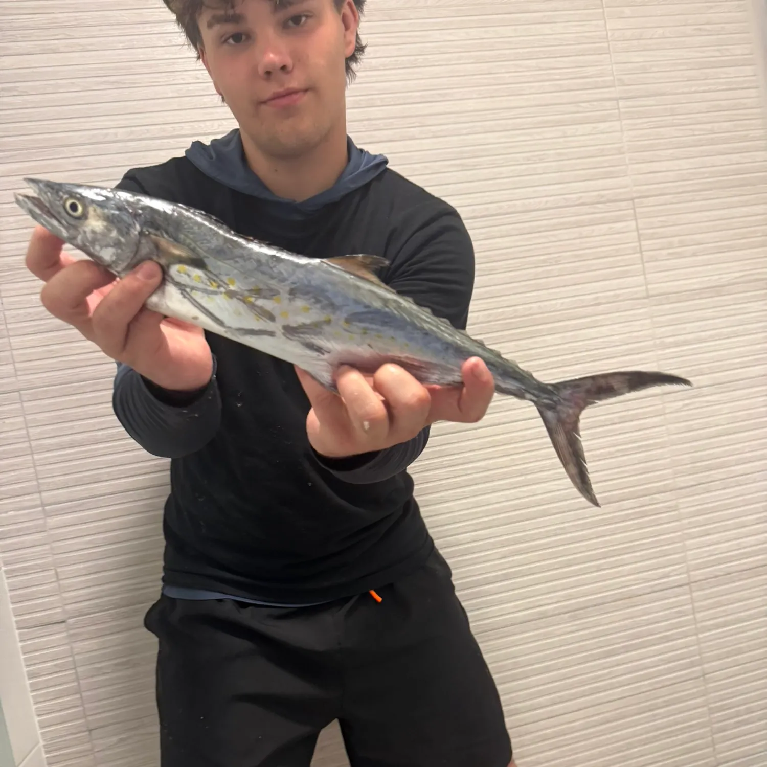 Narrow-barred Spanish mackerel caught on Fishbrain