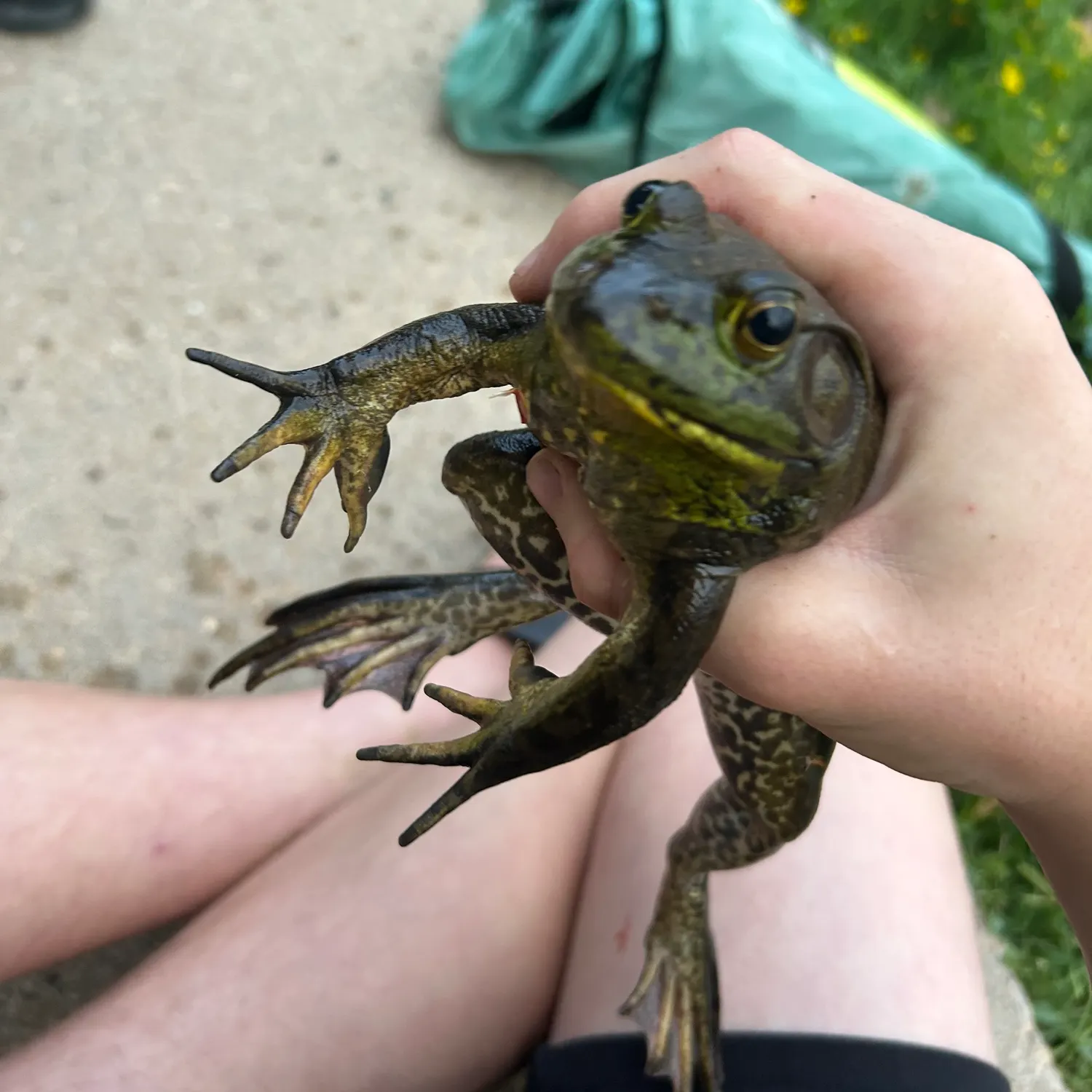 American bullfrog caught on Fishbrain