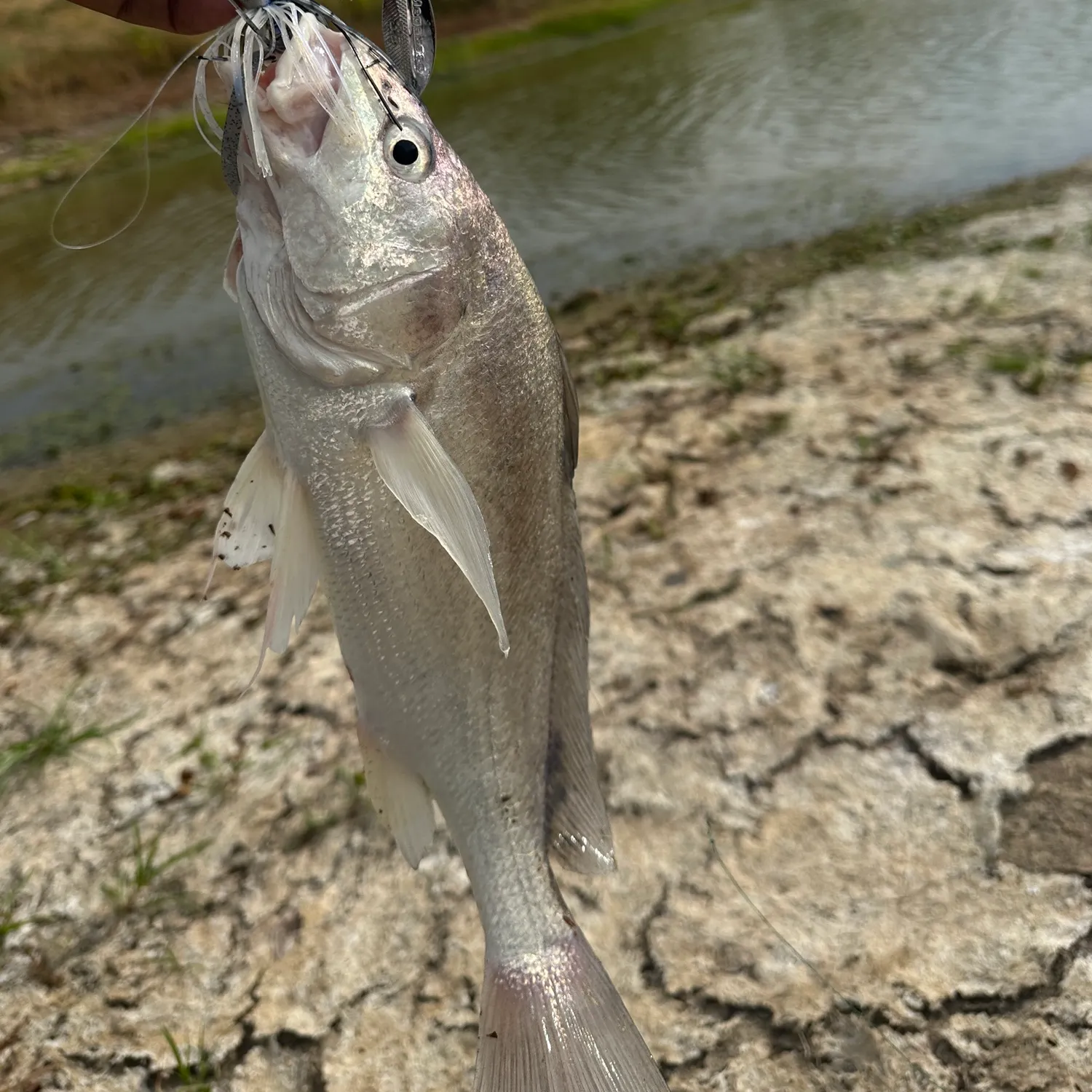 Freshwater drum caught on Fishbrain