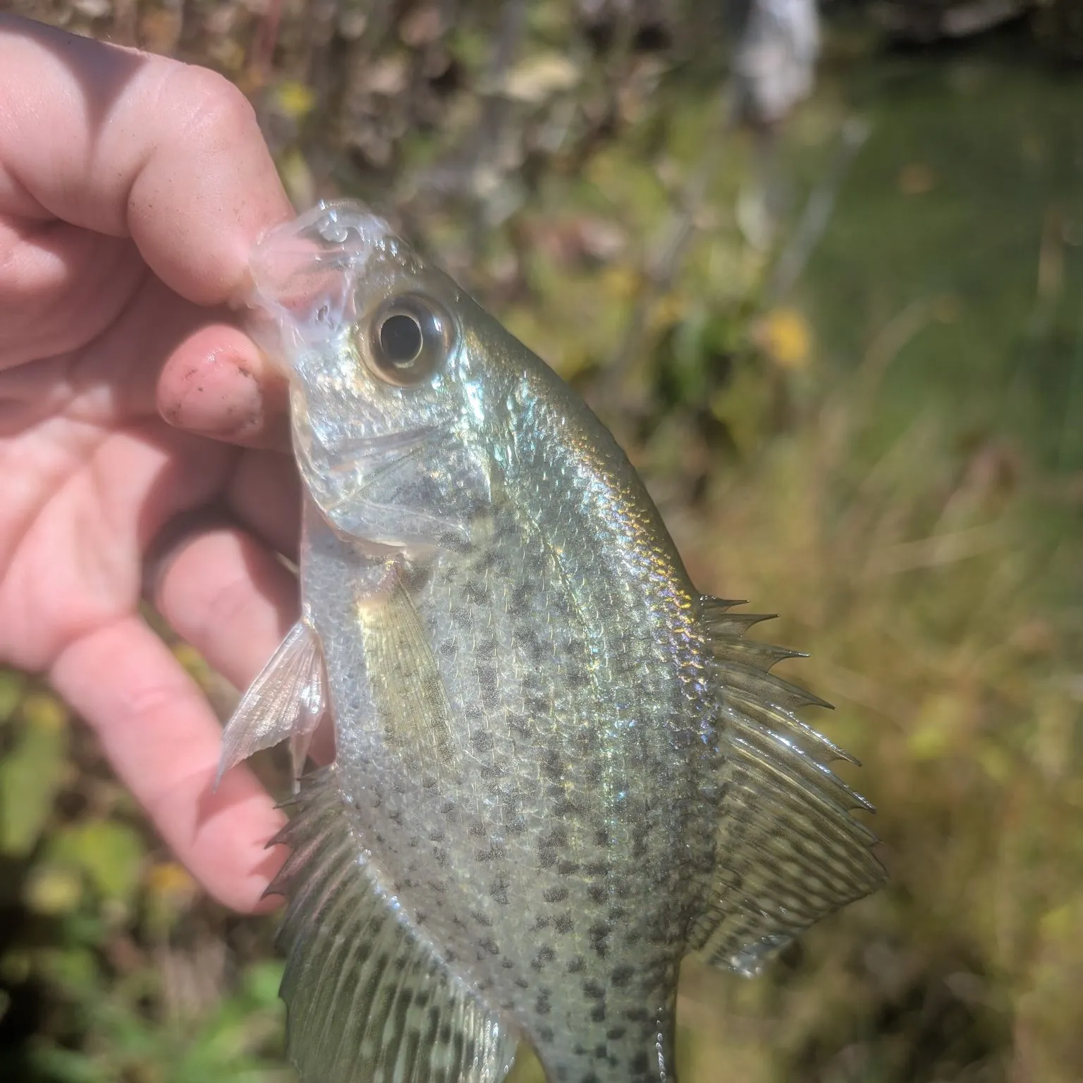Black crappie caught on Fishbrain