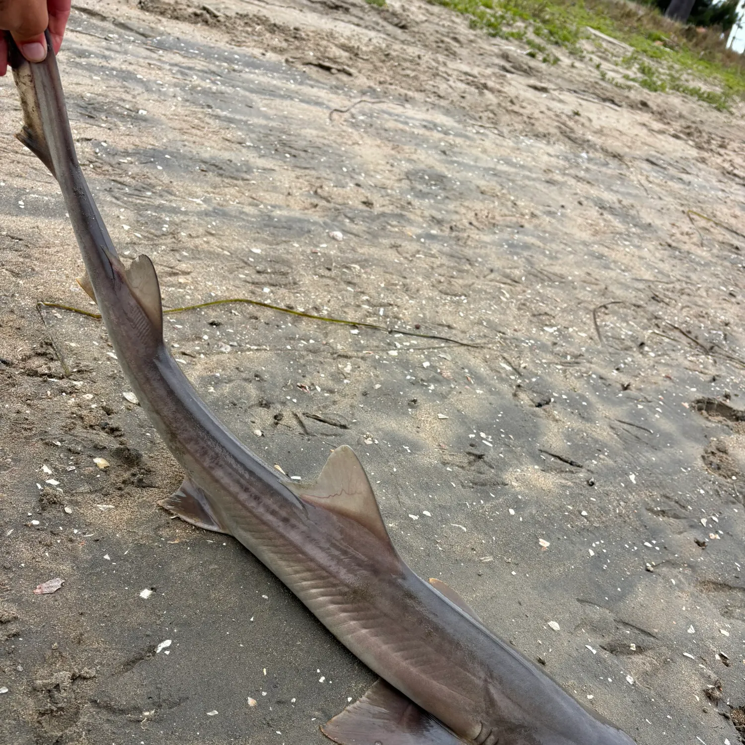 The most popular recent Grey smooth-hound catch on Fishbrain