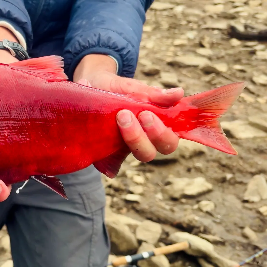 Kokanee salmon caught on Fishbrain