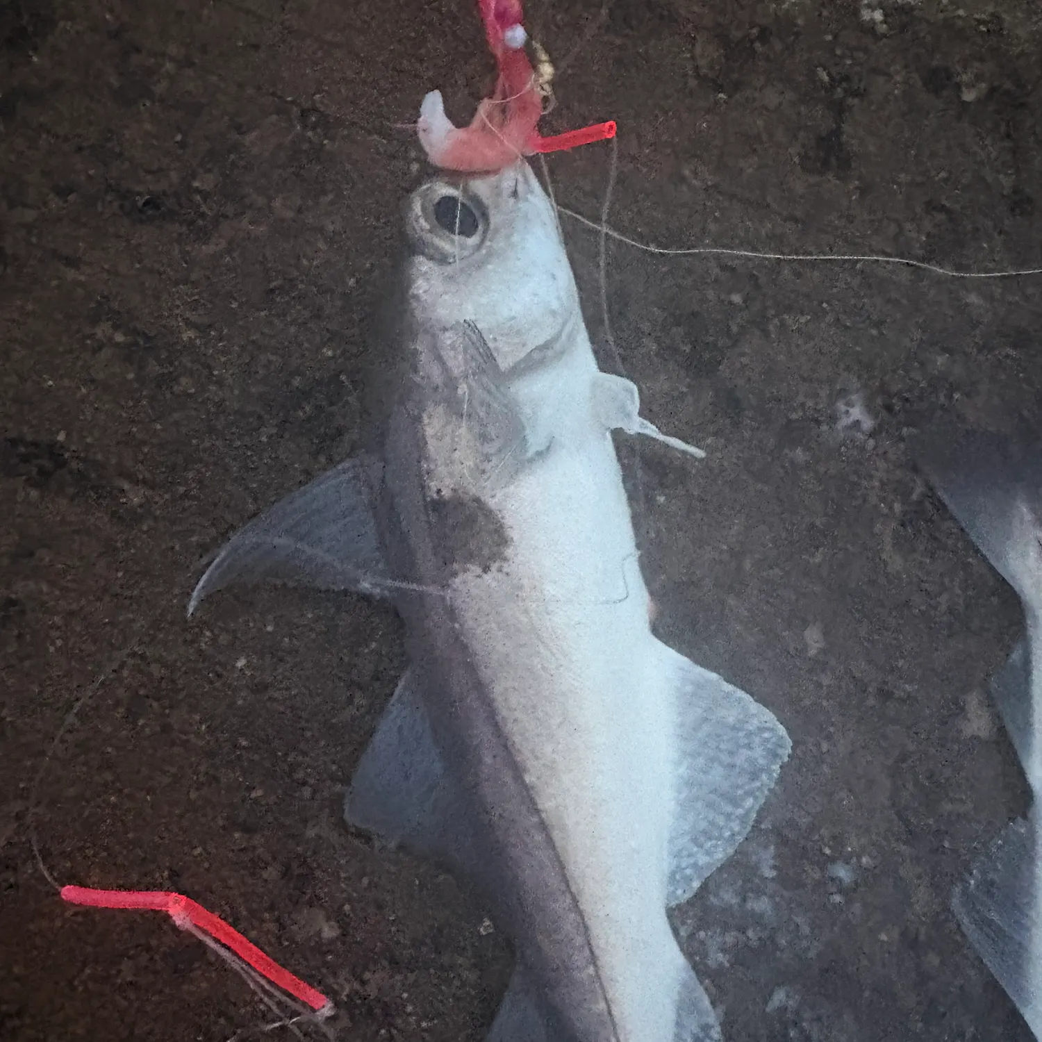 The most recent Haddock catches on Fishbrain