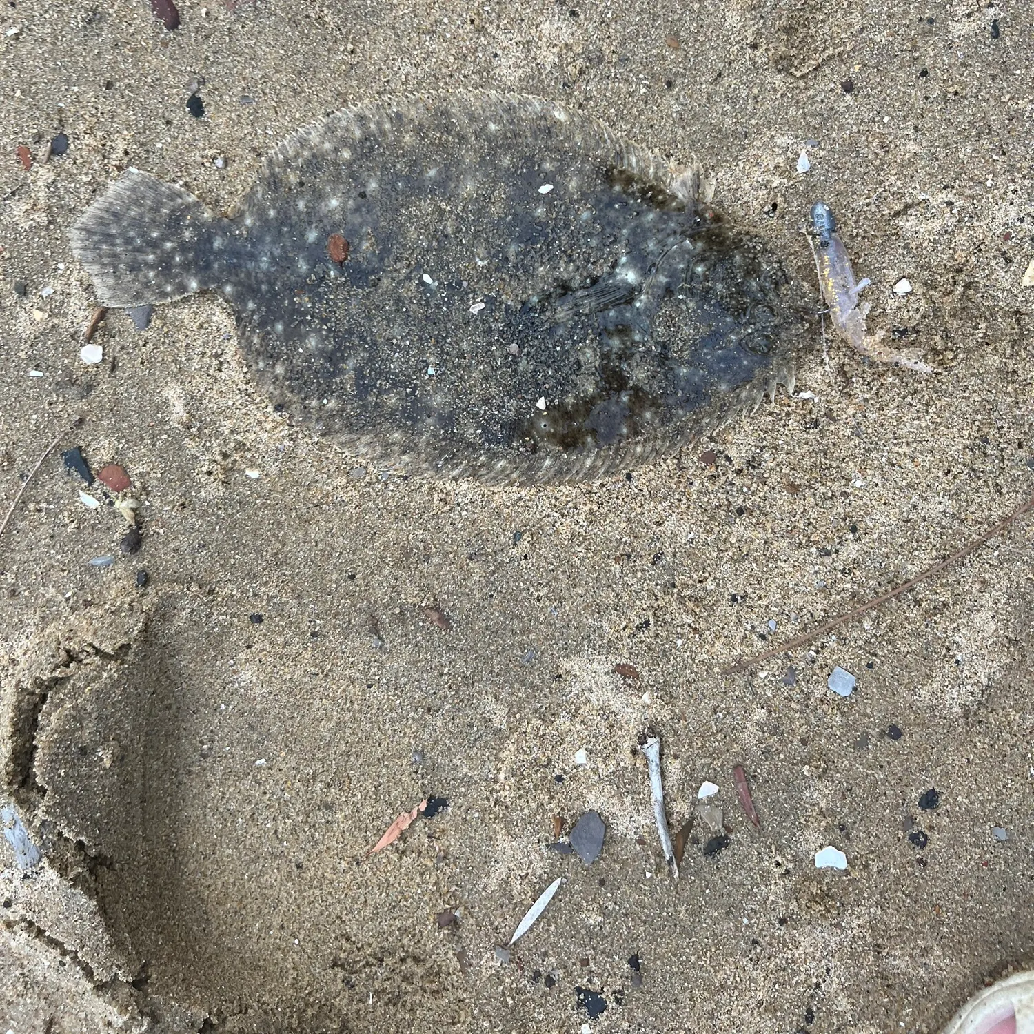 The most recent Smalltooth flounder catches on Fishbrain