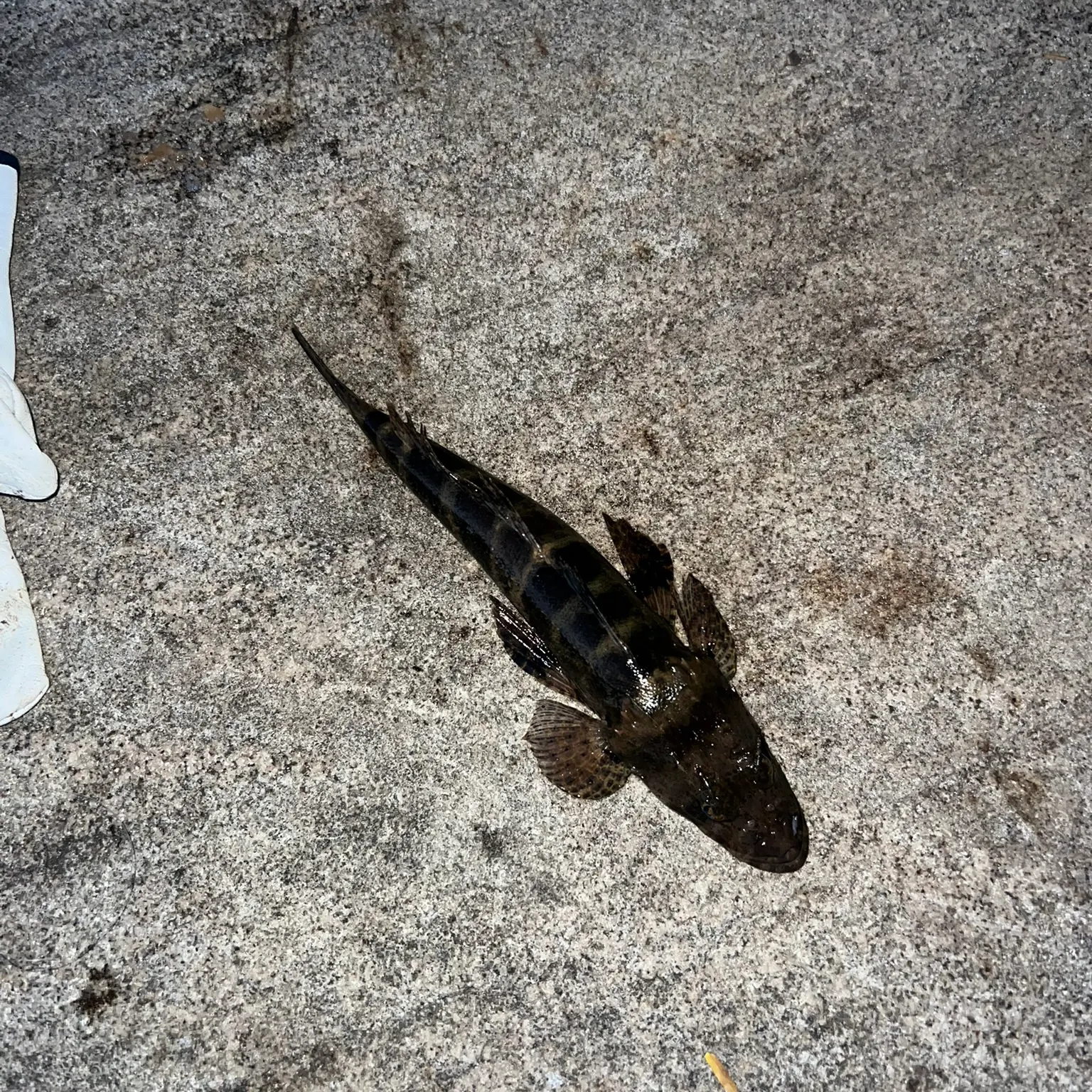 The most recent Rock flathead catches on Fishbrain