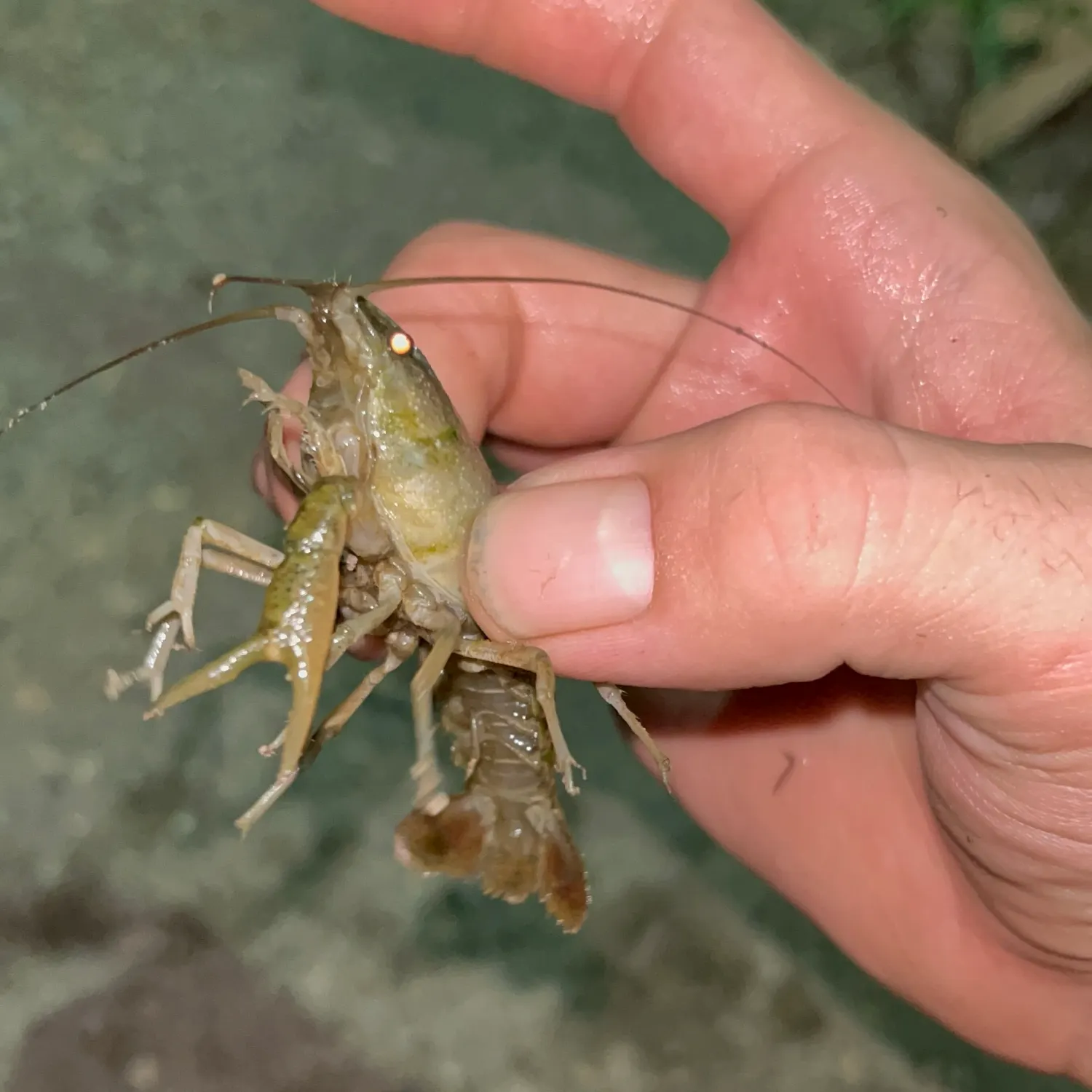 The most recent Allegheny crayfish catches on Fishbrain