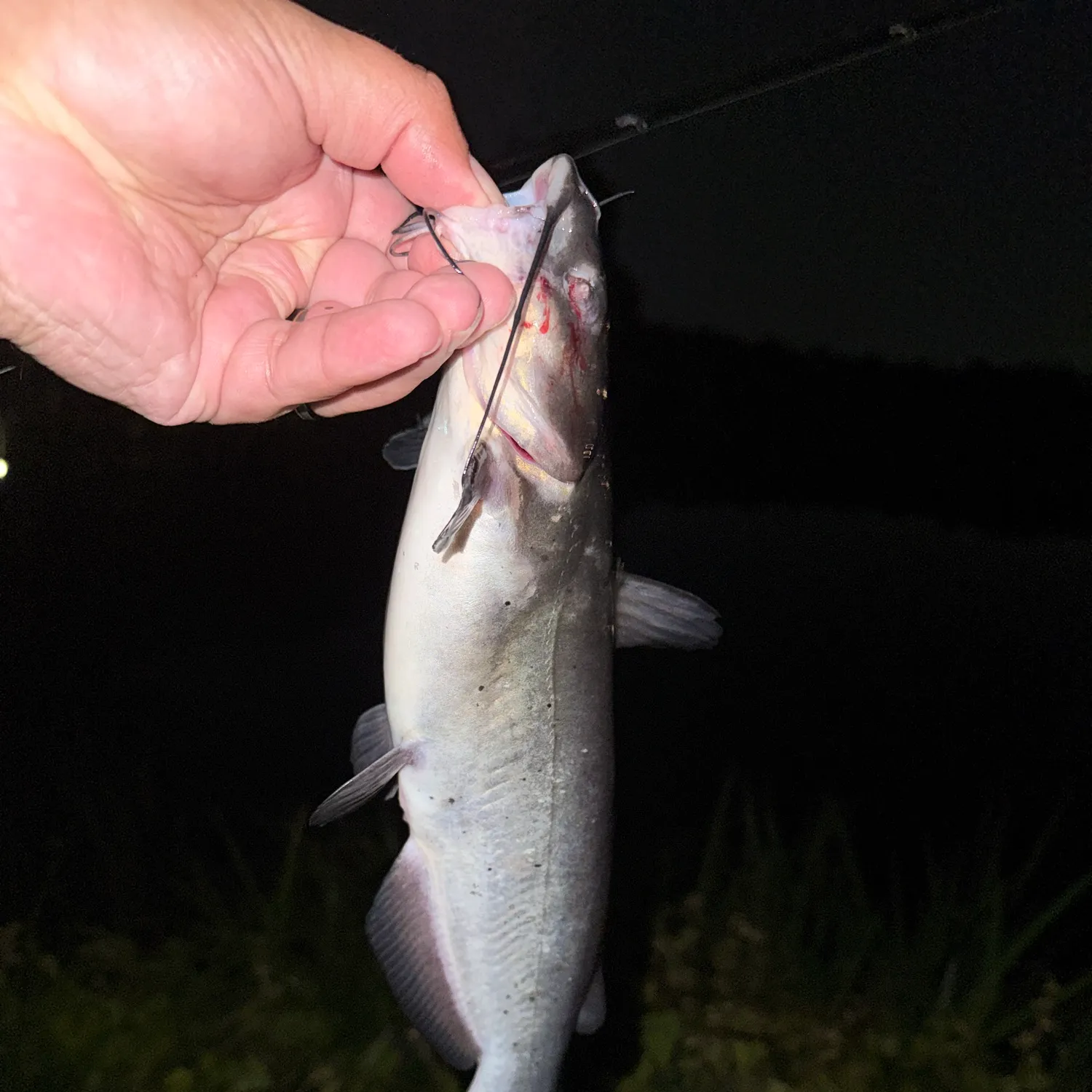 Channel catfish caught on Fishbrain
