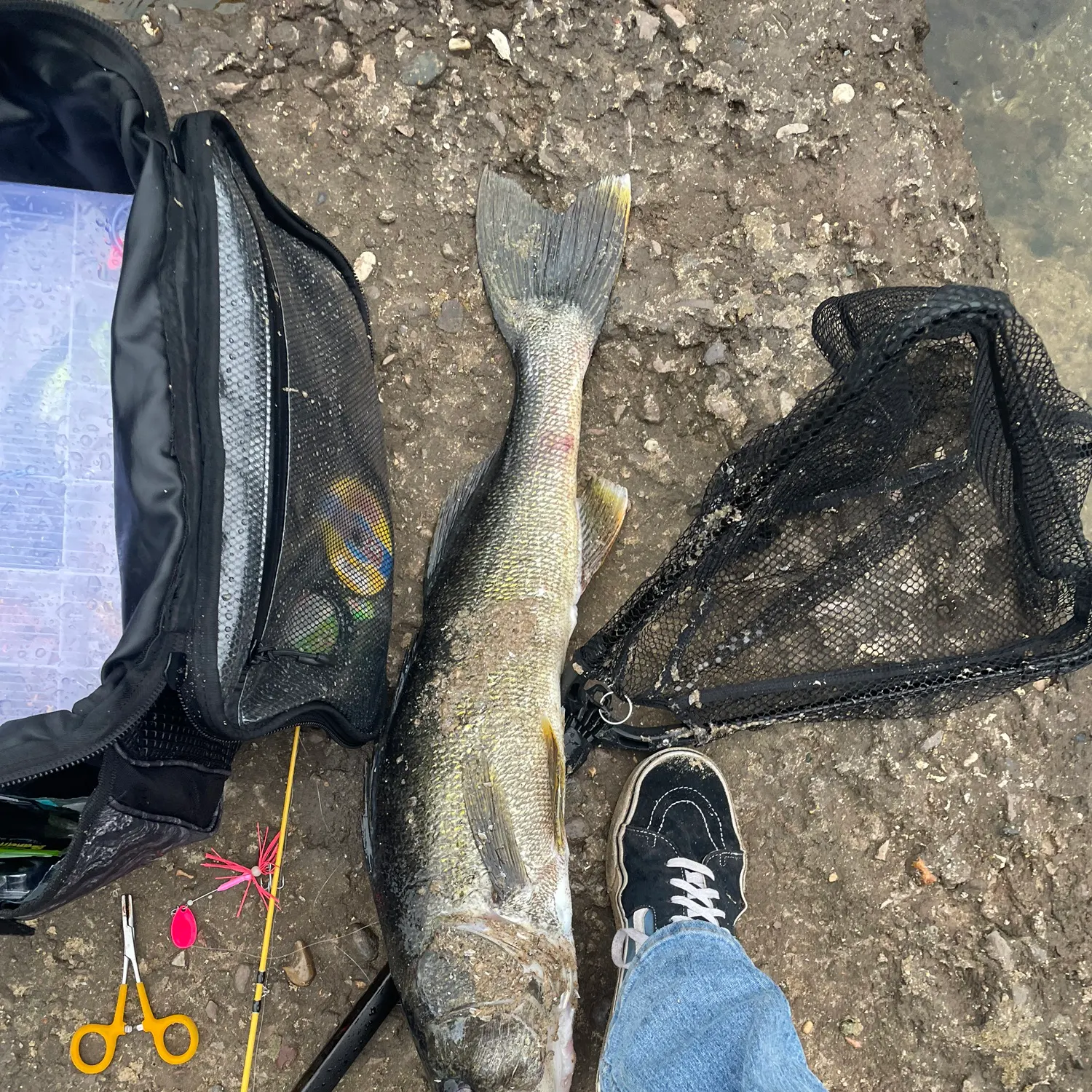 Walleye caught on Fishbrain