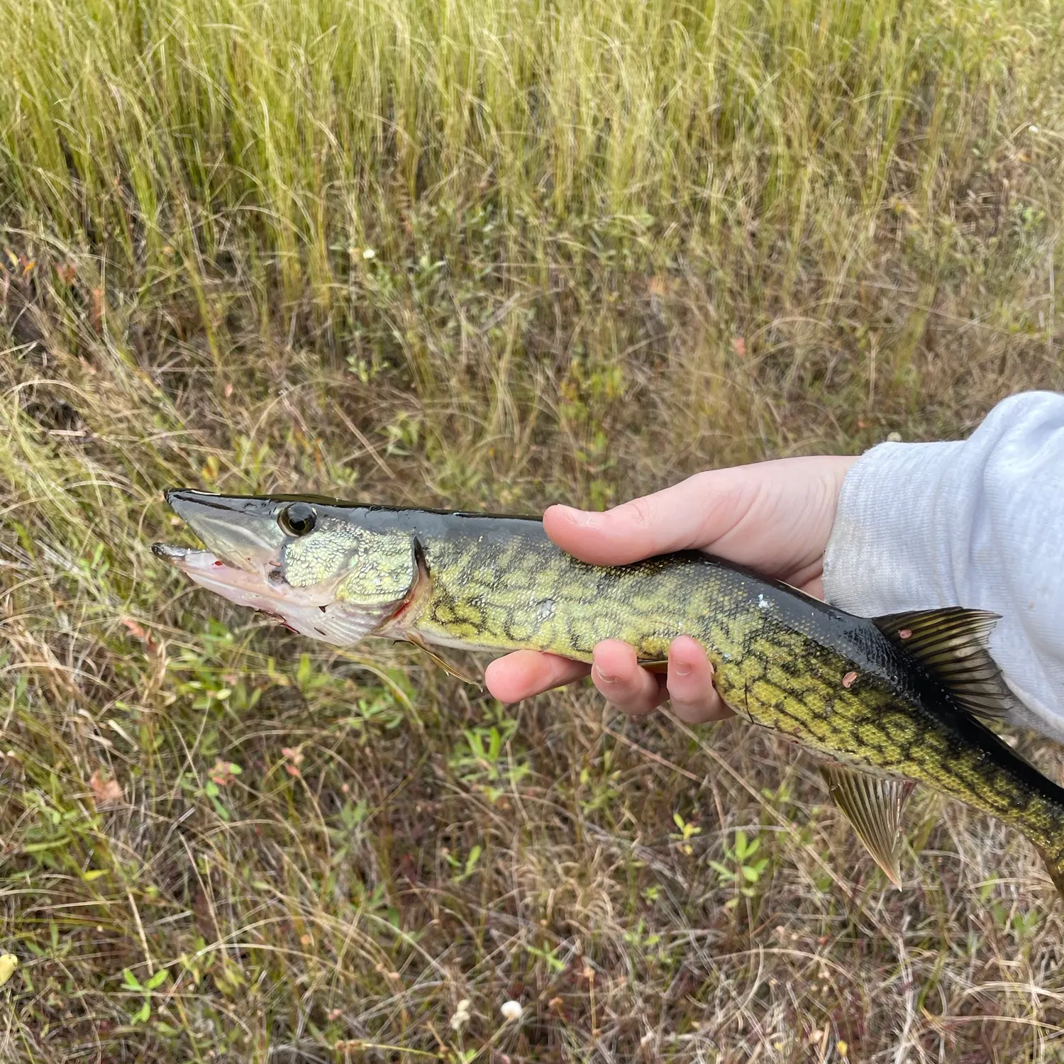 Chain pickerel caught on Fishbrain