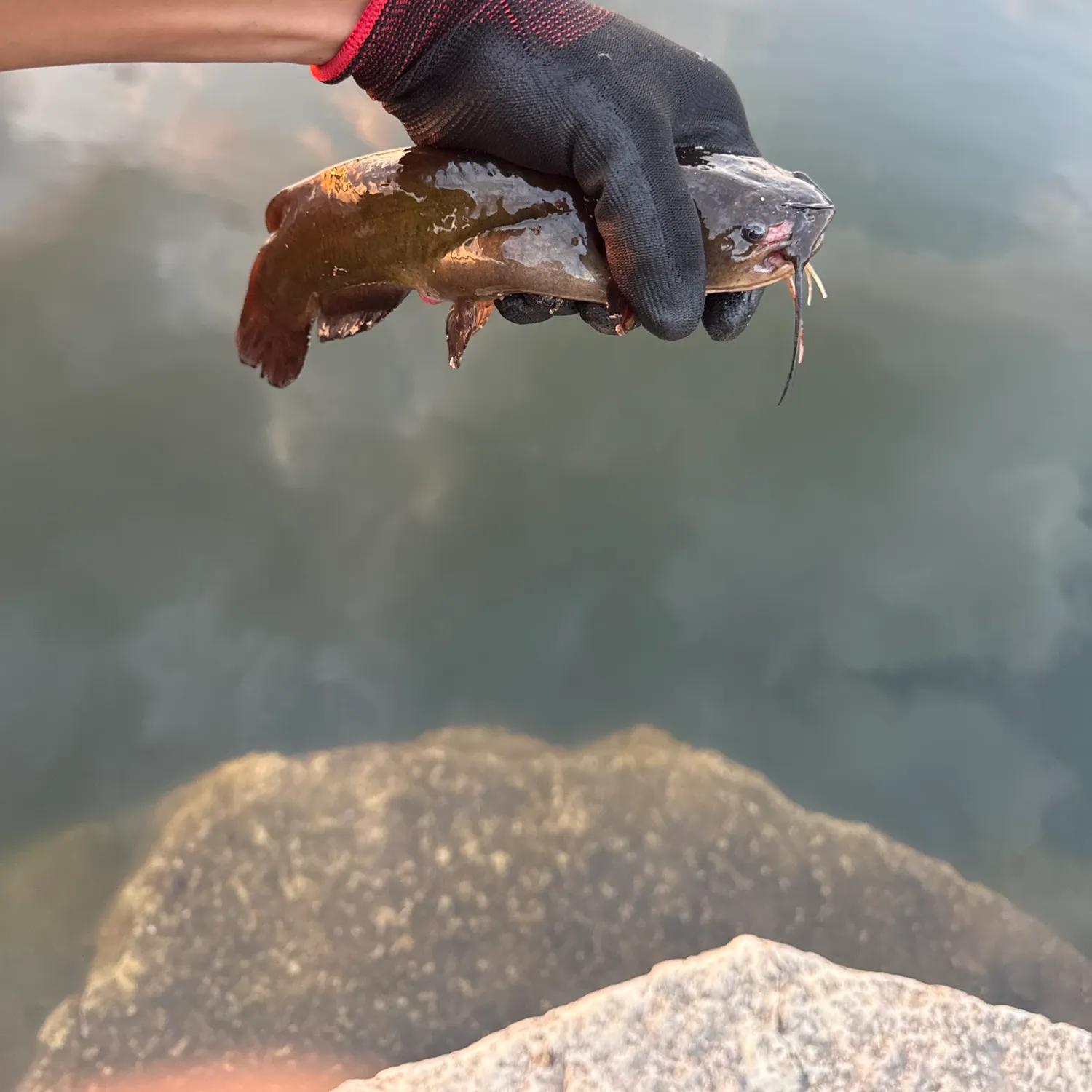 Black bullhead caught on Fishbrain