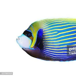 The most recent Snubnose pompano catches on Fishbrain
