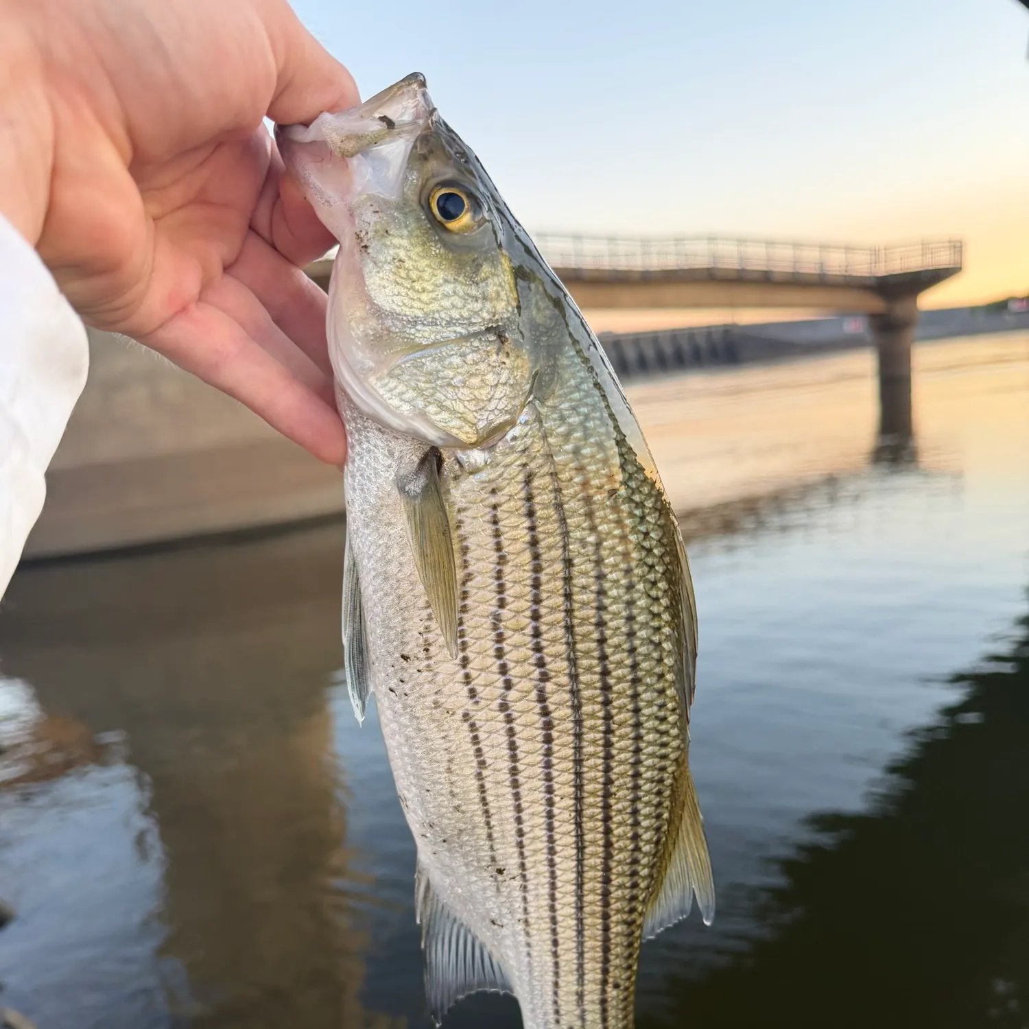 Wiper caught on Fishbrain