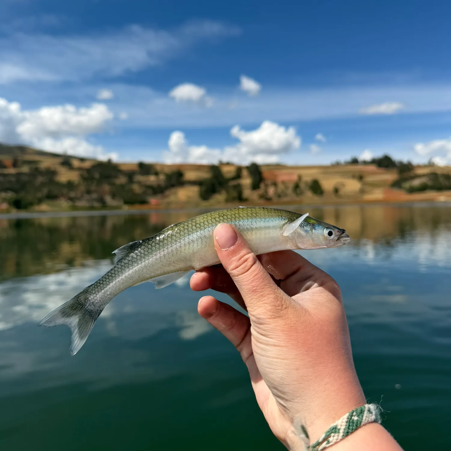 Argentinian silverside caught on Fishbrain