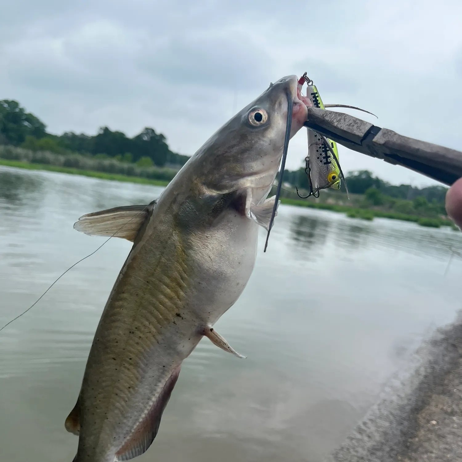 catch