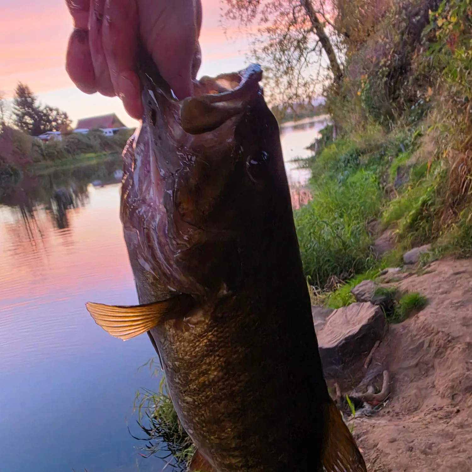 Smallmouth bass caught on Fishbrain