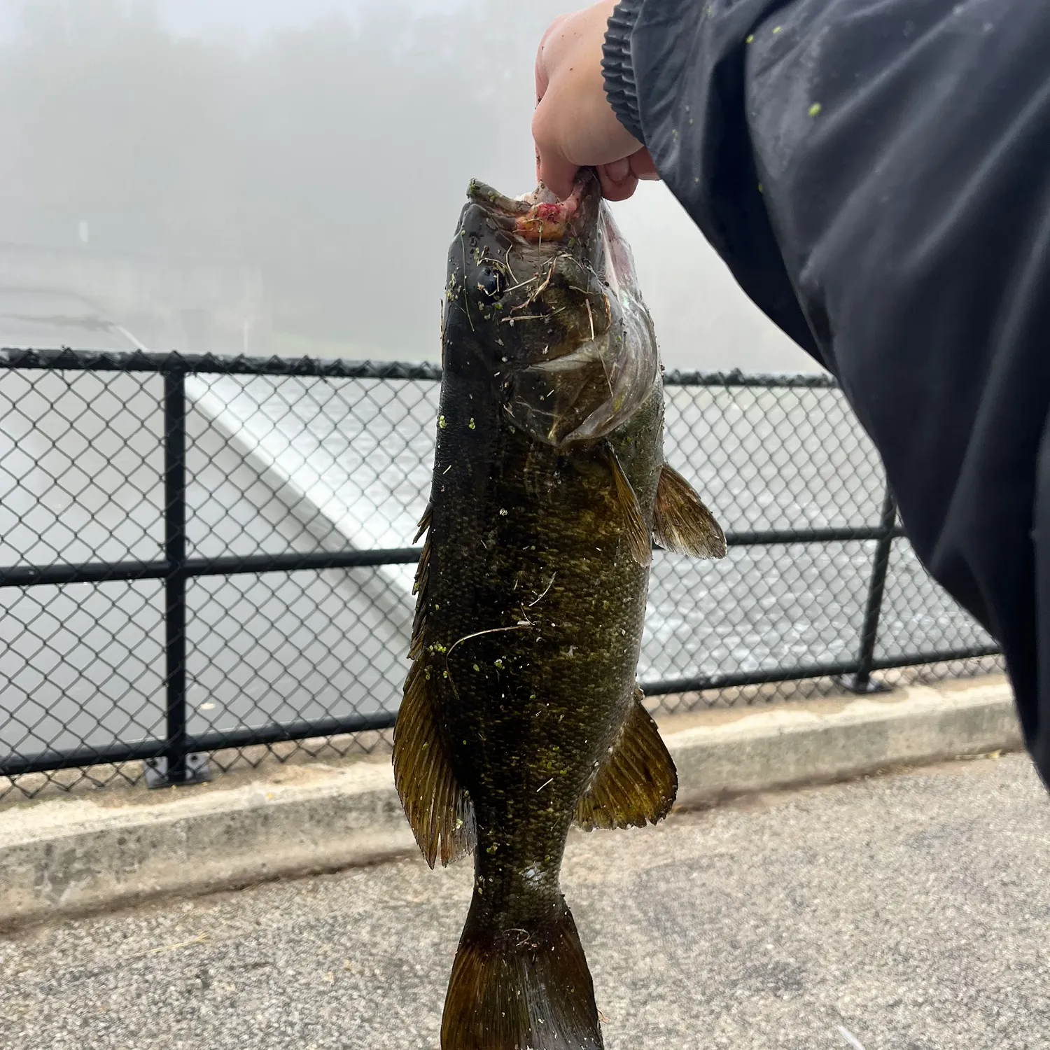Smallmouth bass caught on Fishbrain