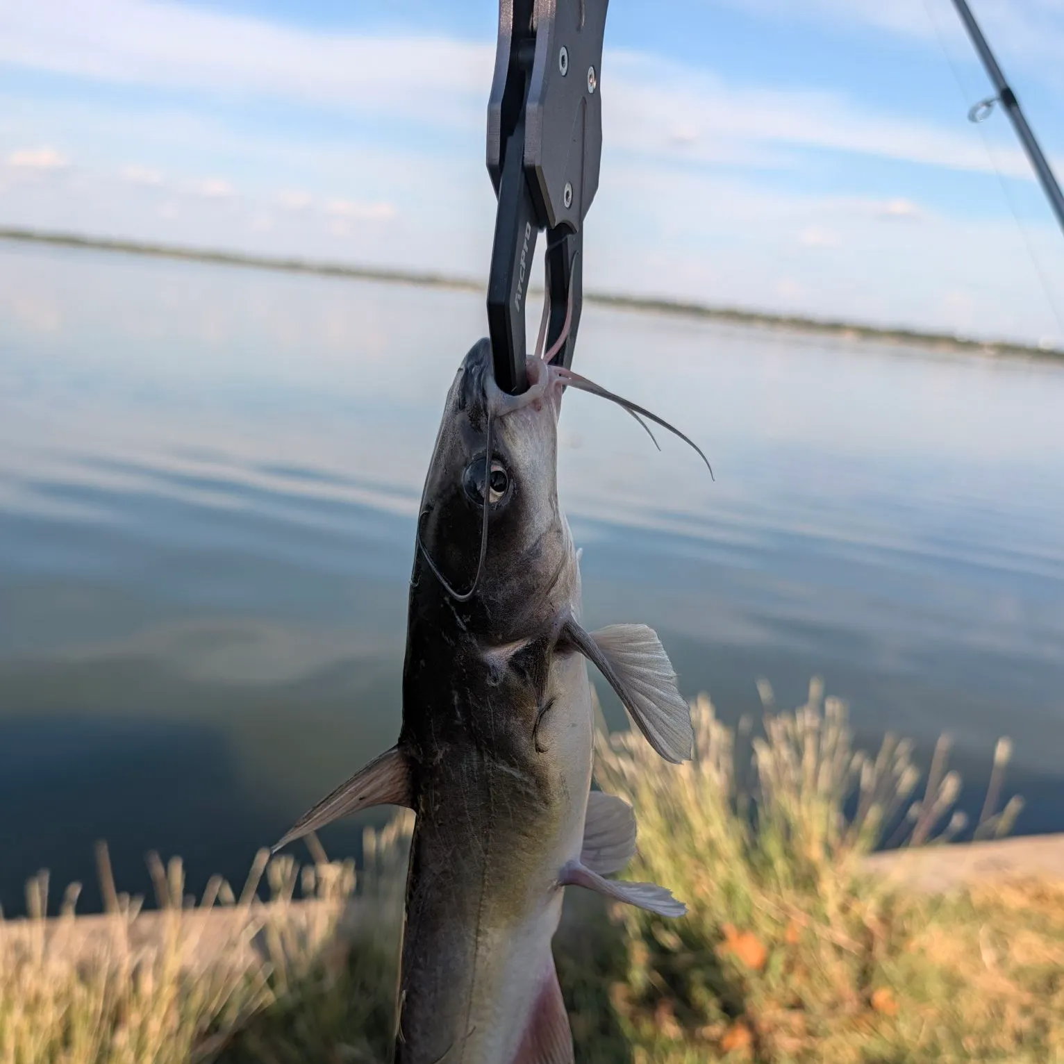 Channel catfish caught on Fishbrain