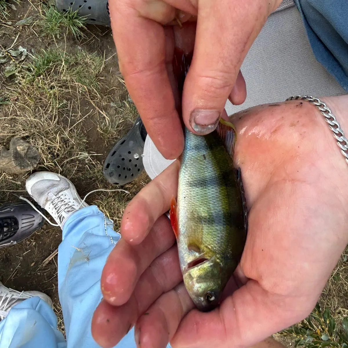 European perch caught on Fishbrain