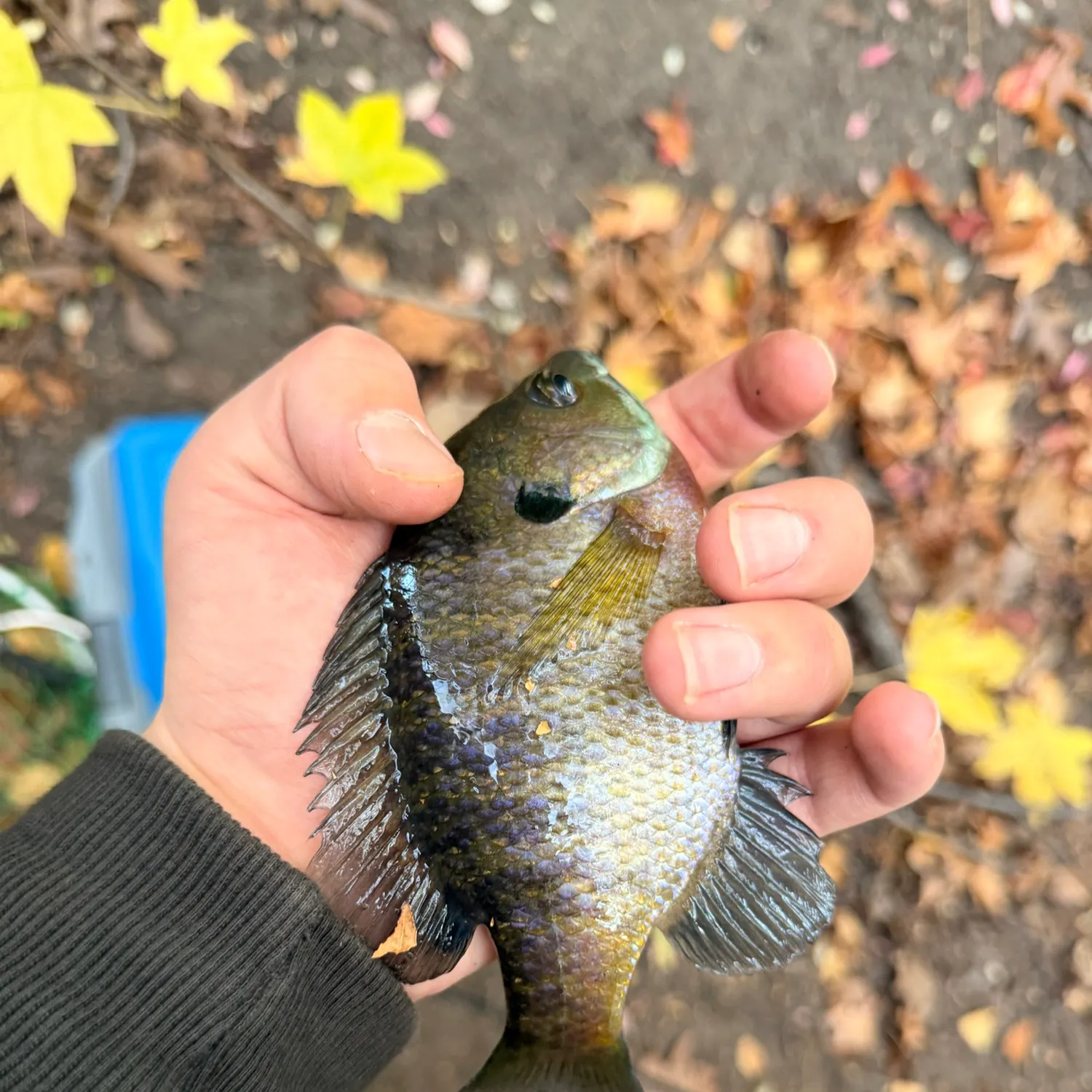Bluegill caught on Fishbrain