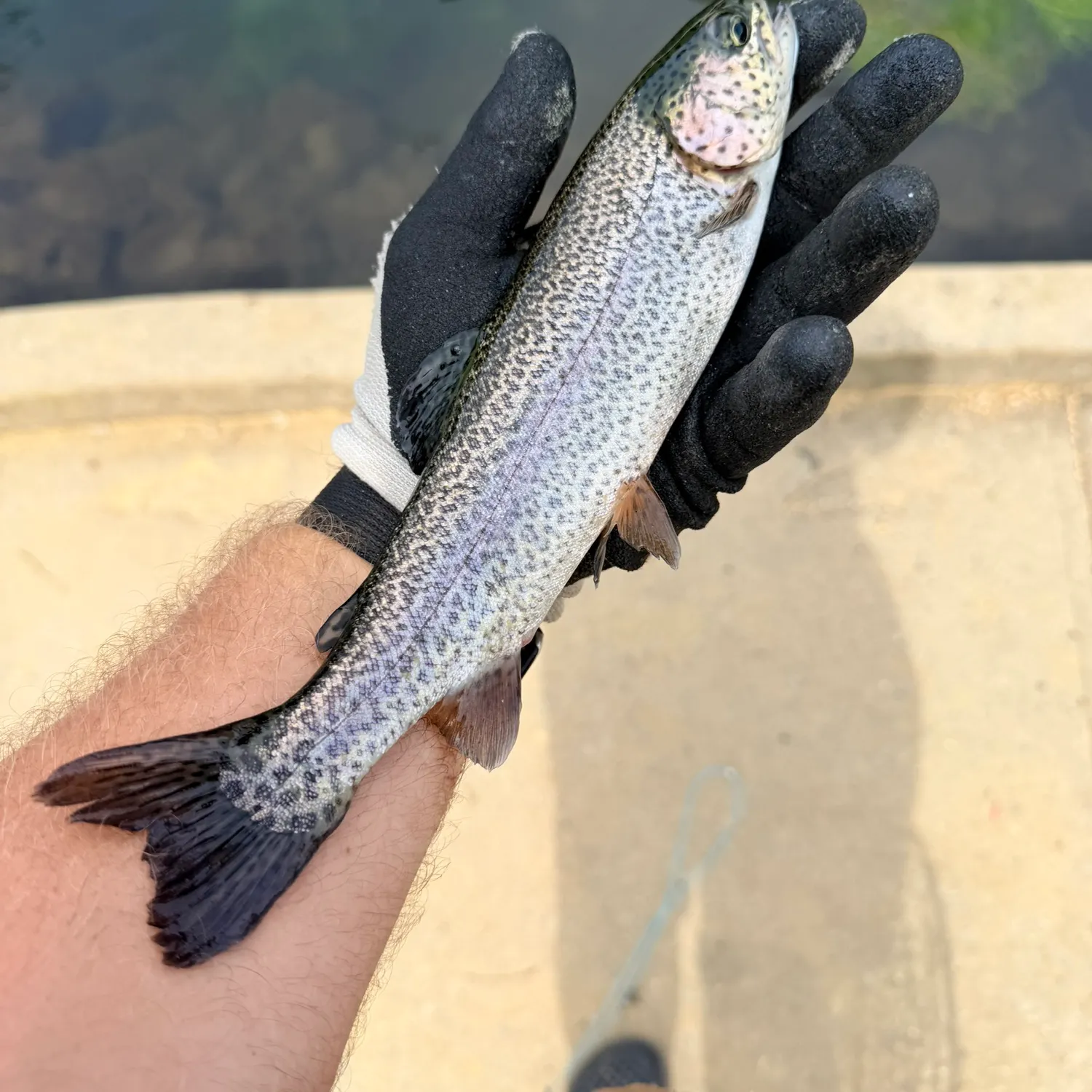 Rainbow trout caught on Fishbrain