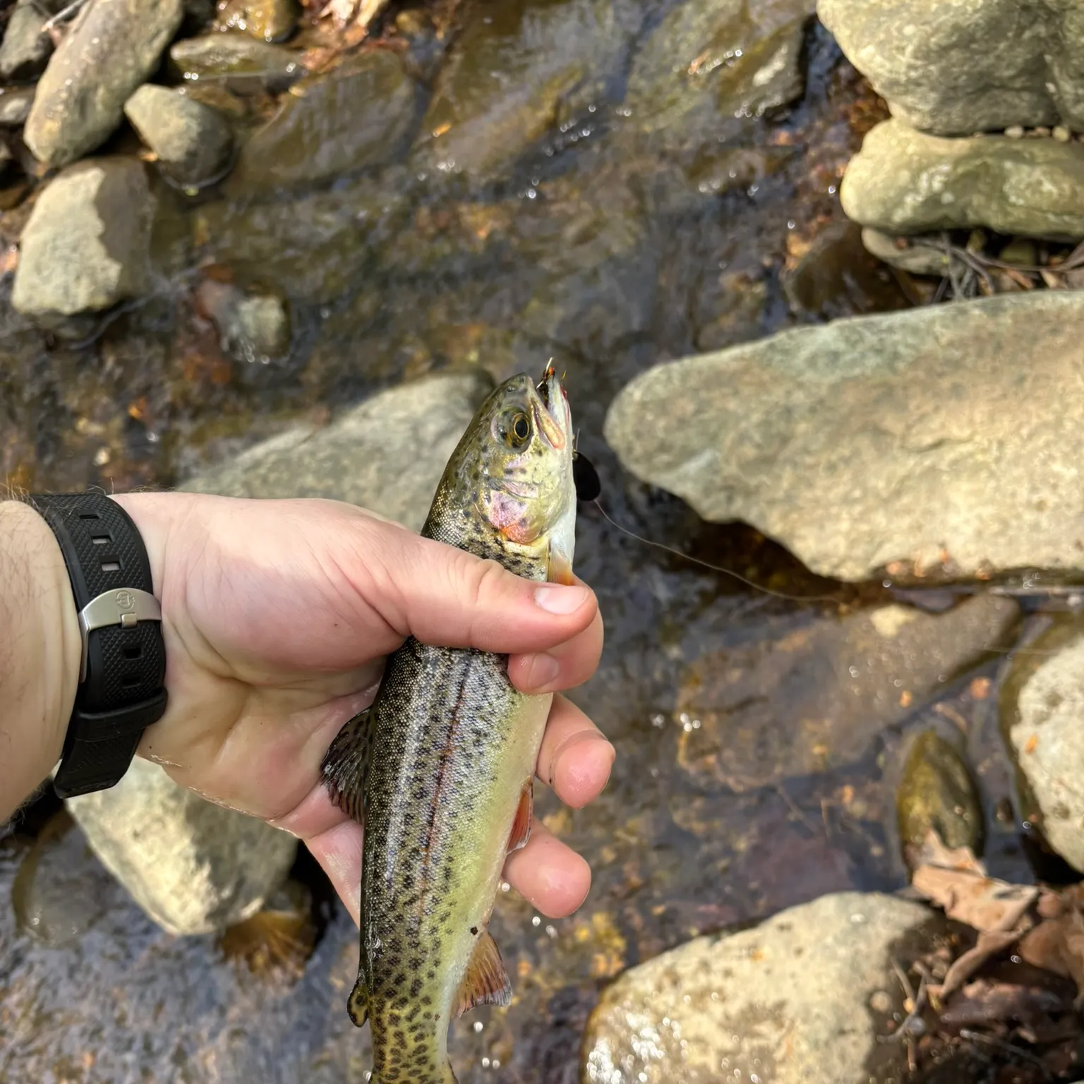 angler catch