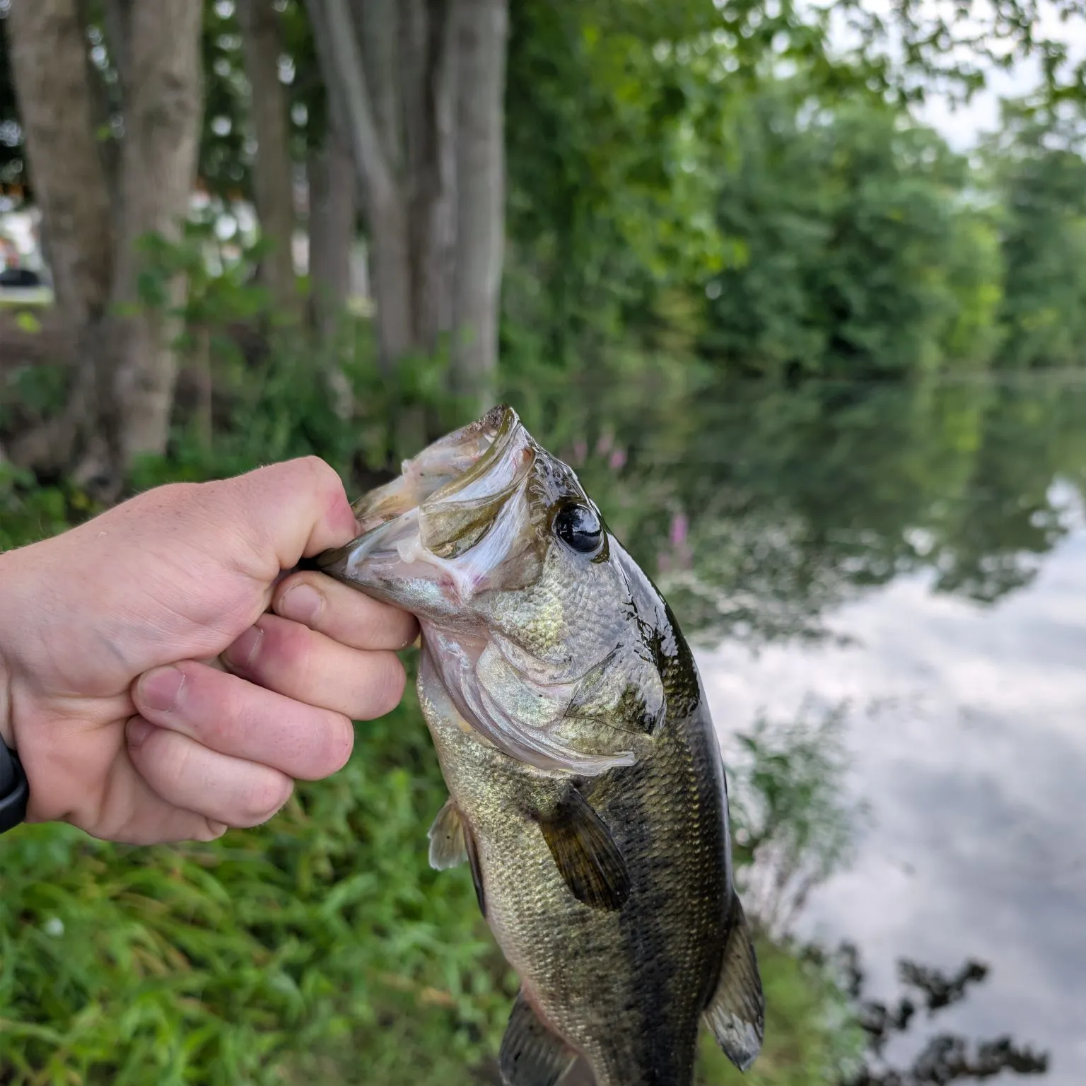 Largemouth bass caught on Fishbrain