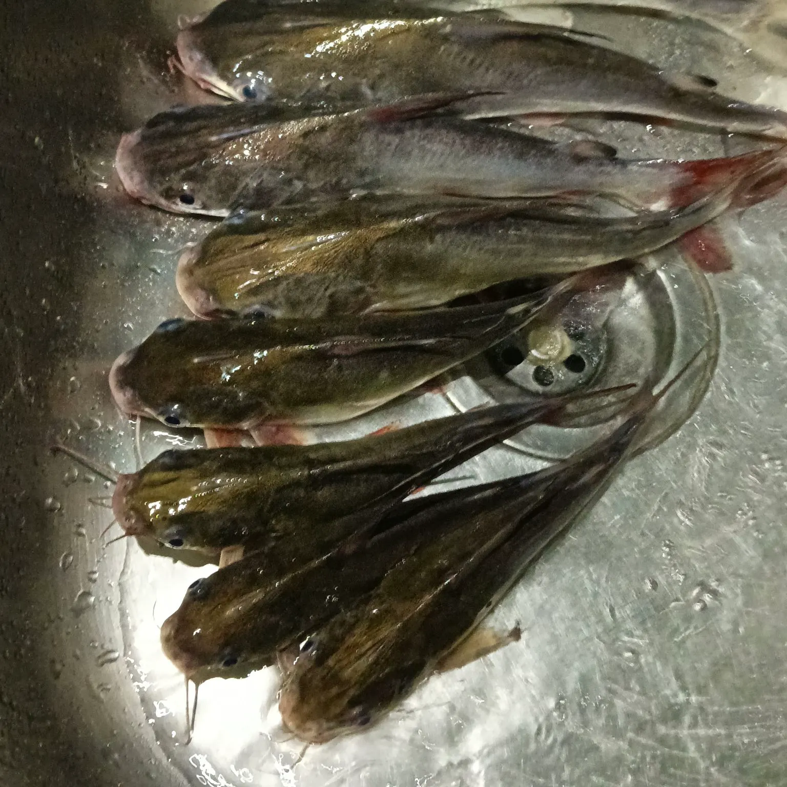 The most recent Sagor sea catfish catches on Fishbrain