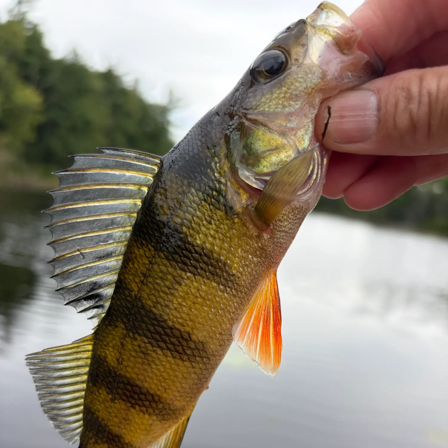 Yellow perch caught on Fishbrain