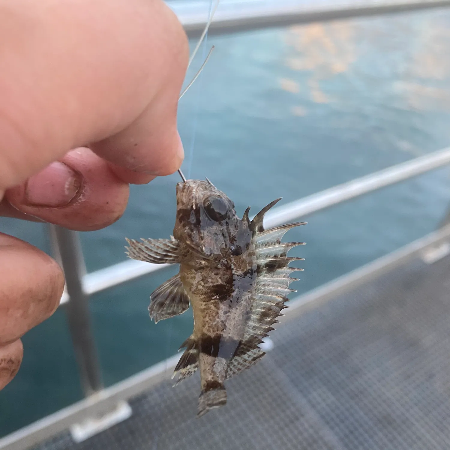 The most recent Eastern kelpfish catches on Fishbrain