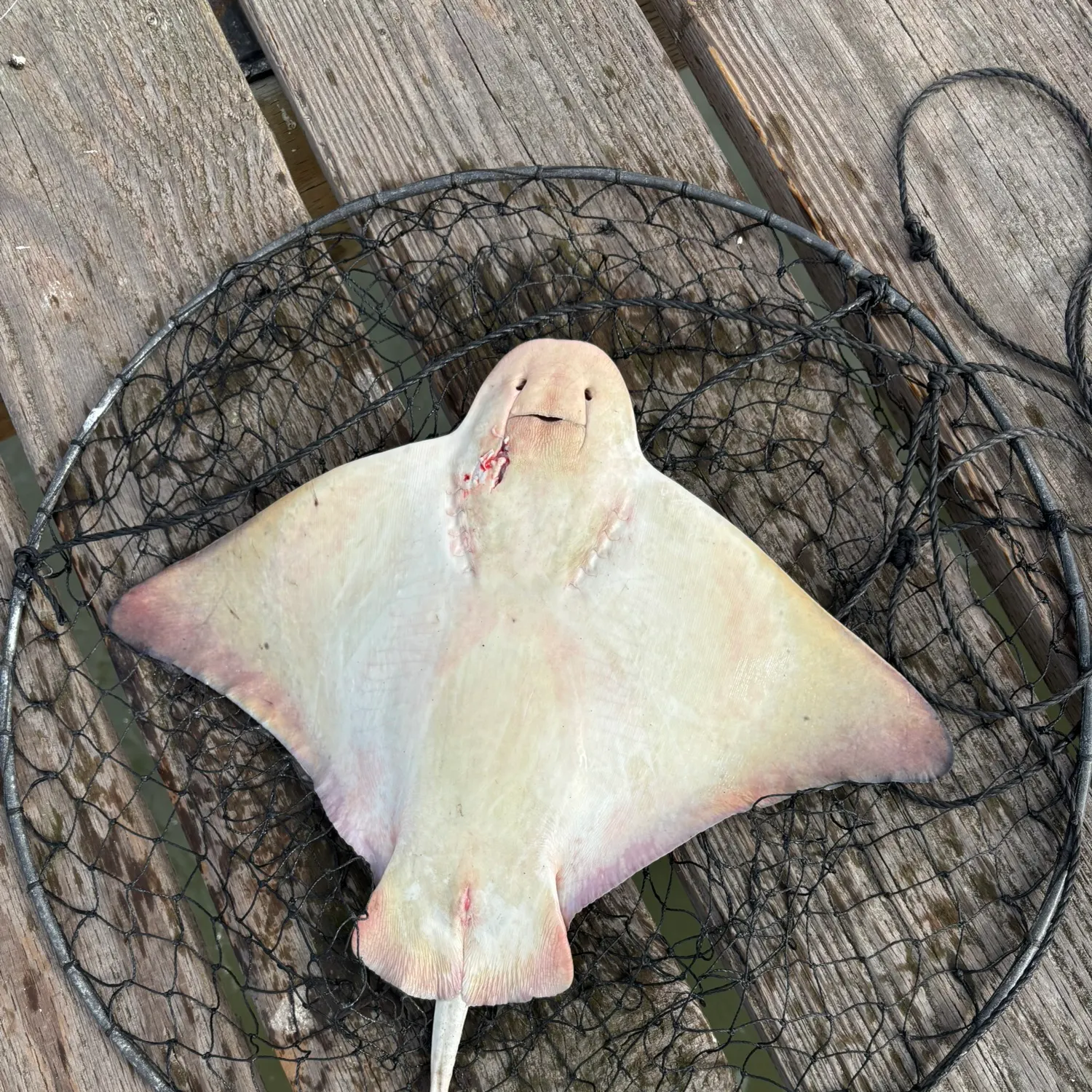 Bat eagle ray caught on Fishbrain