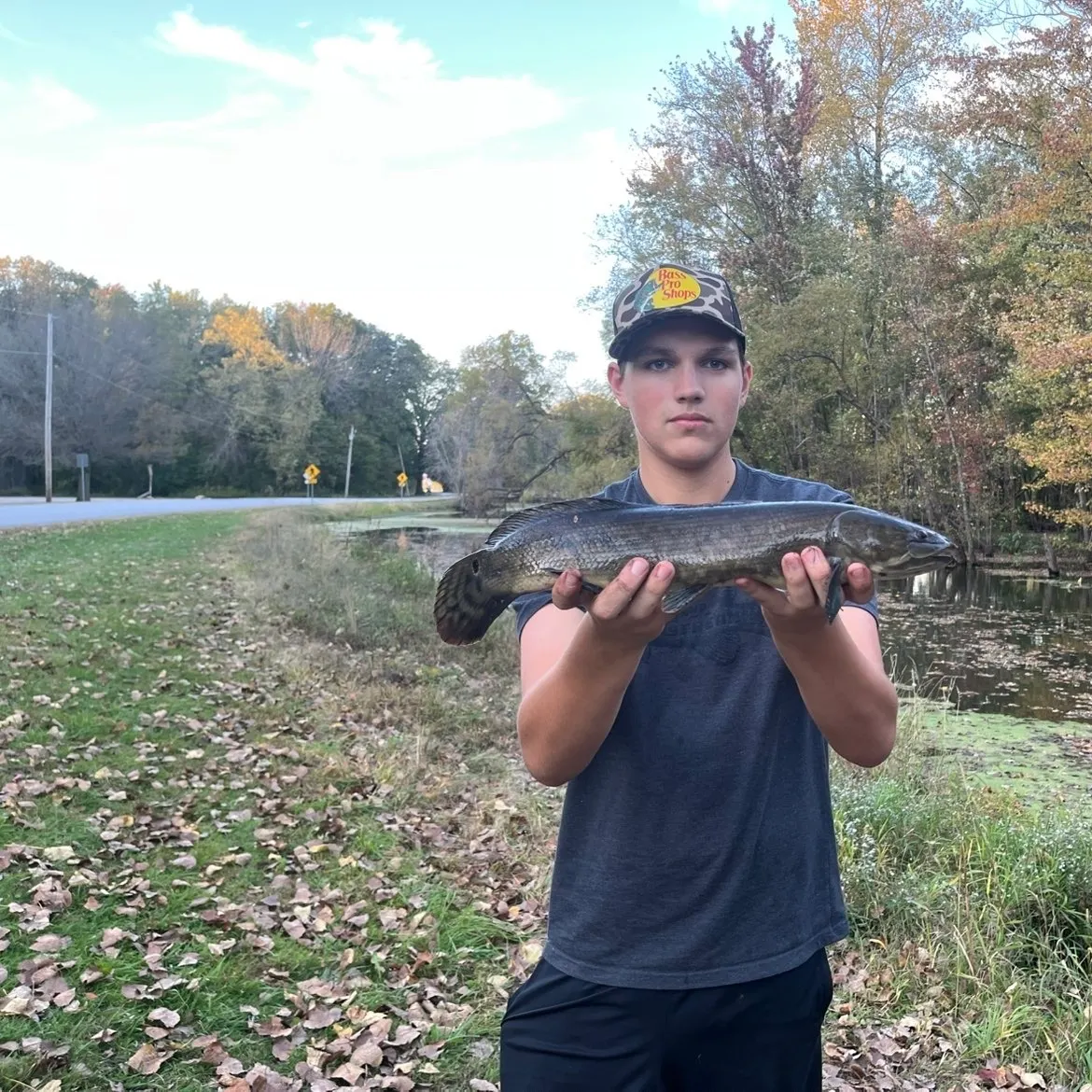 Eyetail bowfin caught on Fishbrain