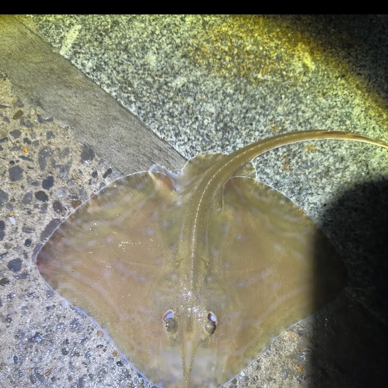 The most recent Small-eyed ray catches on Fishbrain