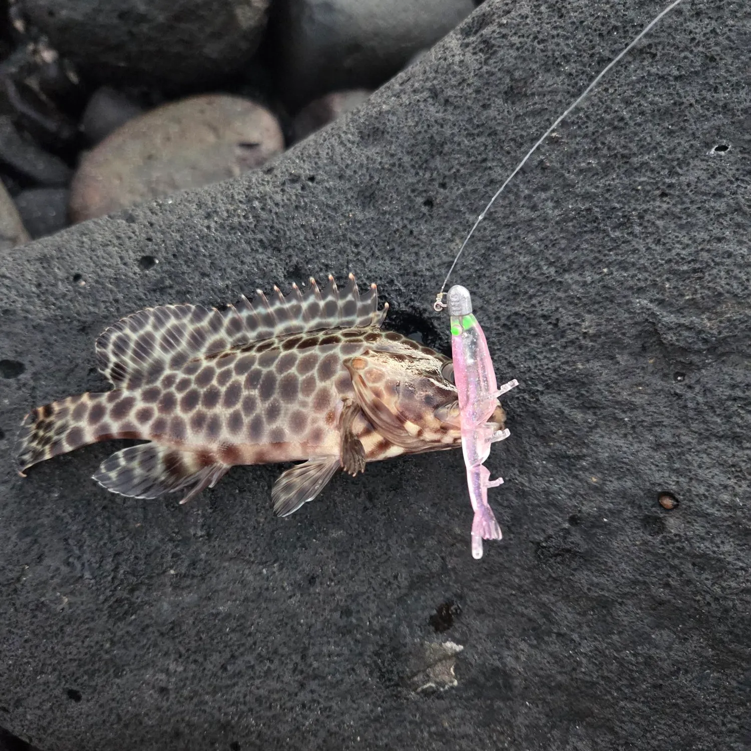 The most recent Areolate grouper catches on Fishbrain