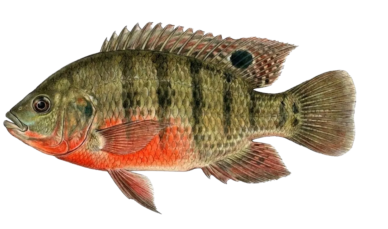 Redbelly tilapia