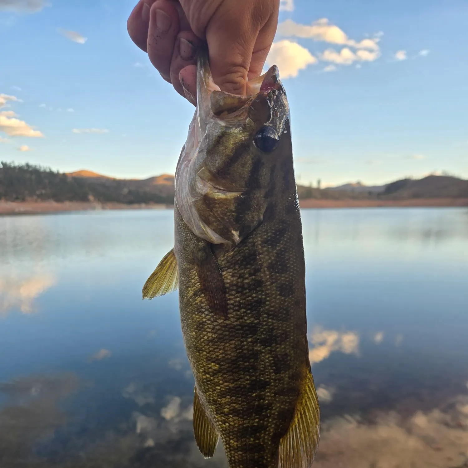Smallmouth bass caught on Fishbrain