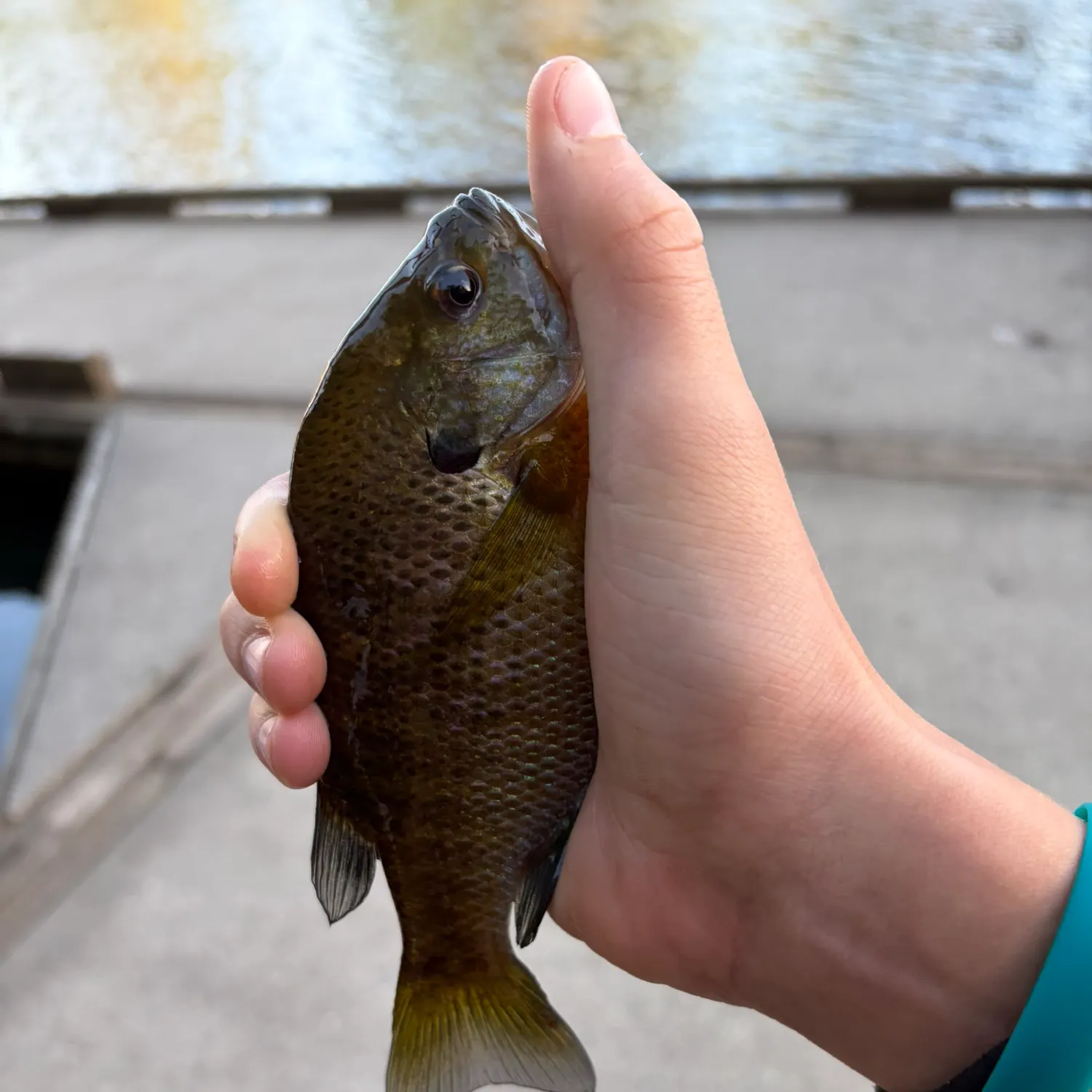 Bluegill caught on Fishbrain
