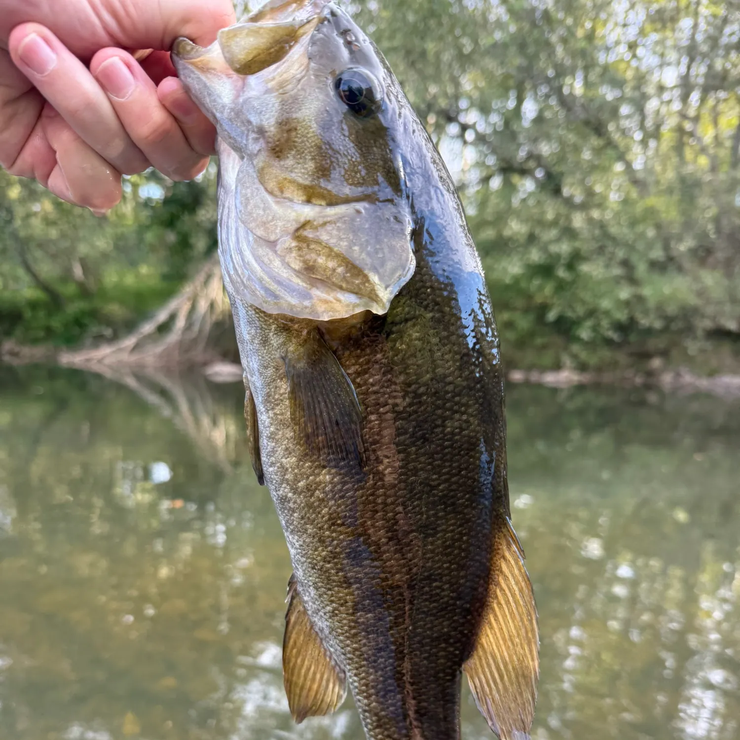 Smallmouth bass caught on Fishbrain