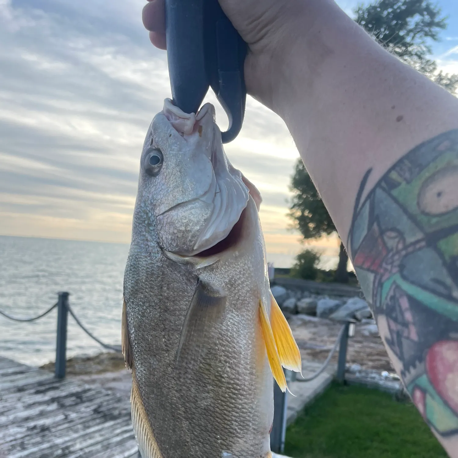 Freshwater drum caught on Fishbrain