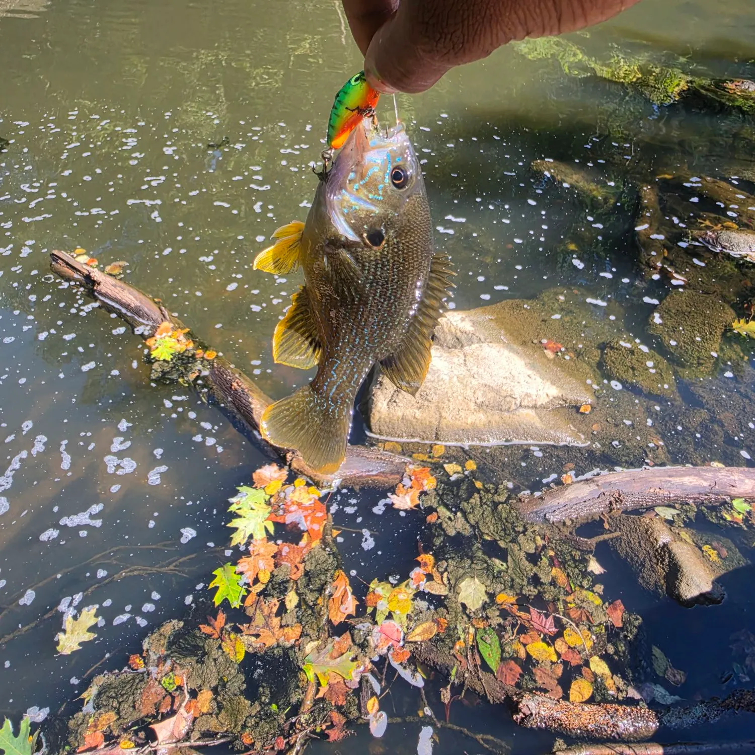 Green sunfish caught on Fishbrain